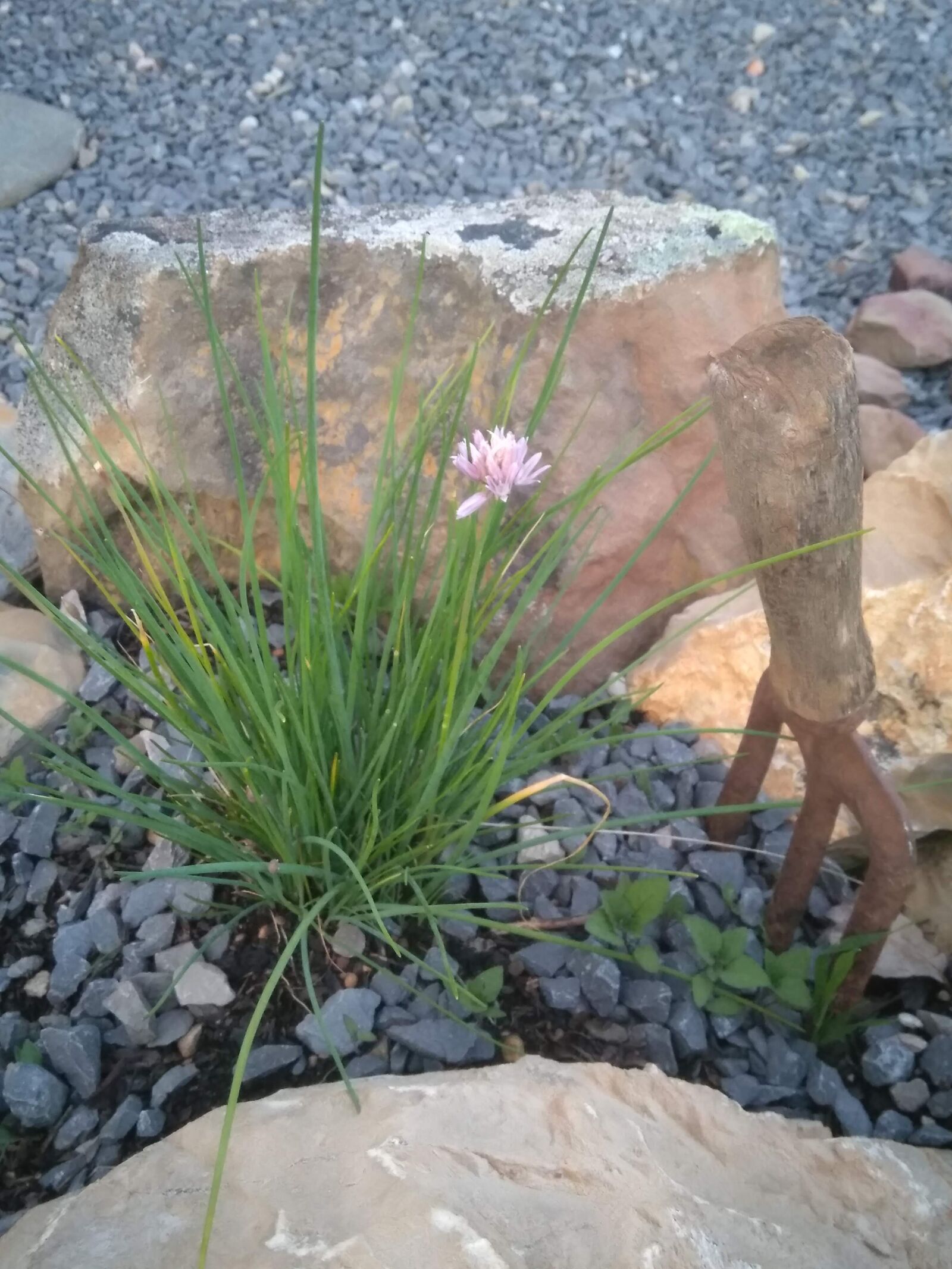 HMD Global Nokia 5 sample photo. Chives, plant, nature photography