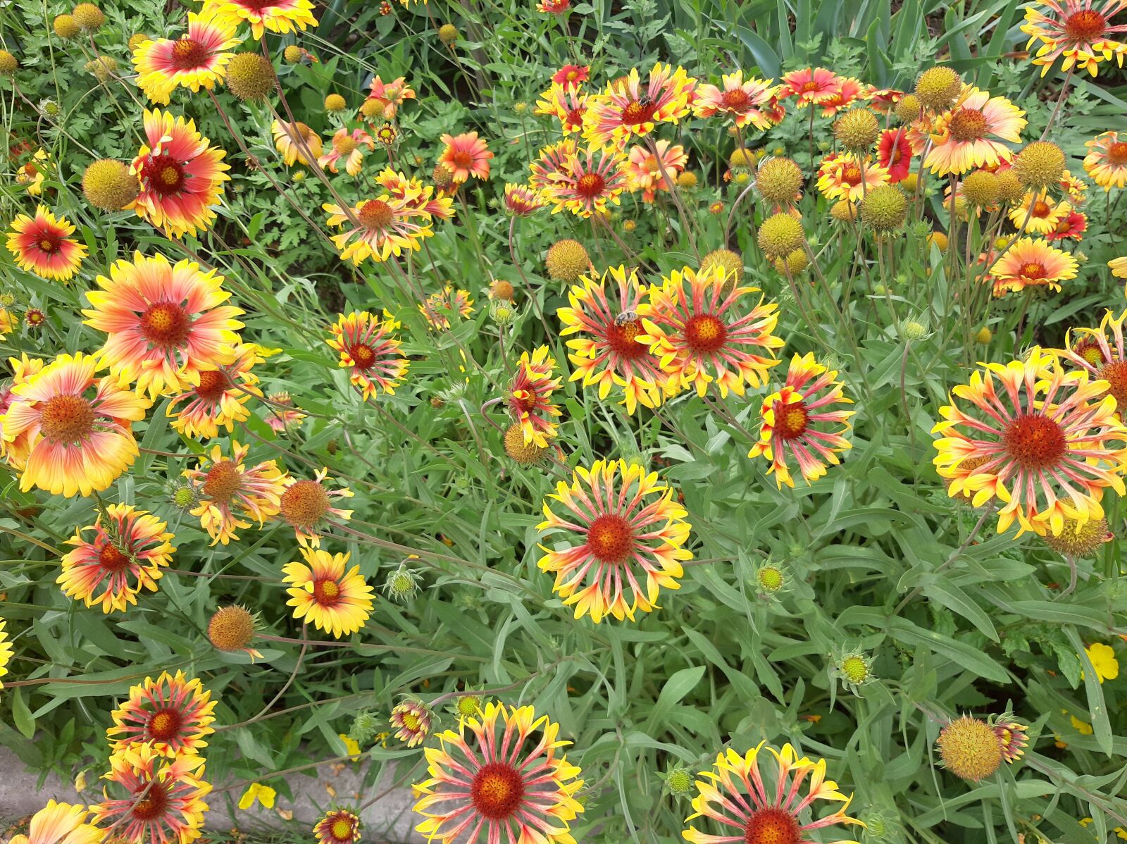 Samsung Galaxy A50 sample photo. Flowers, summer, nature photography