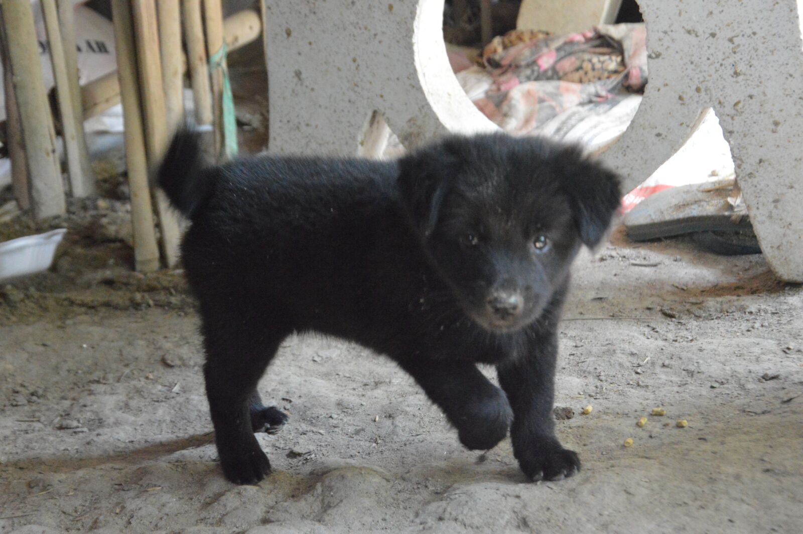Nikon D3200 sample photo. Dog, pet, animal photography