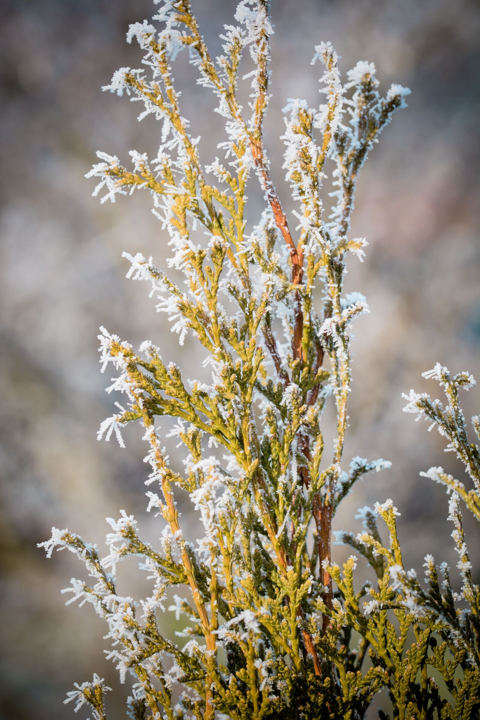 Nikon D7100 sample photo. Conifers, frost, ice photography