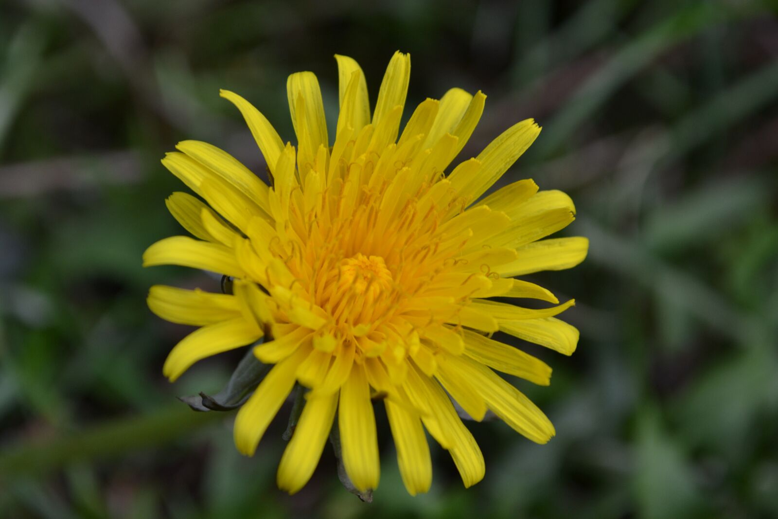 Nikon D3100 sample photo. Dandelion, flower, yellow photography
