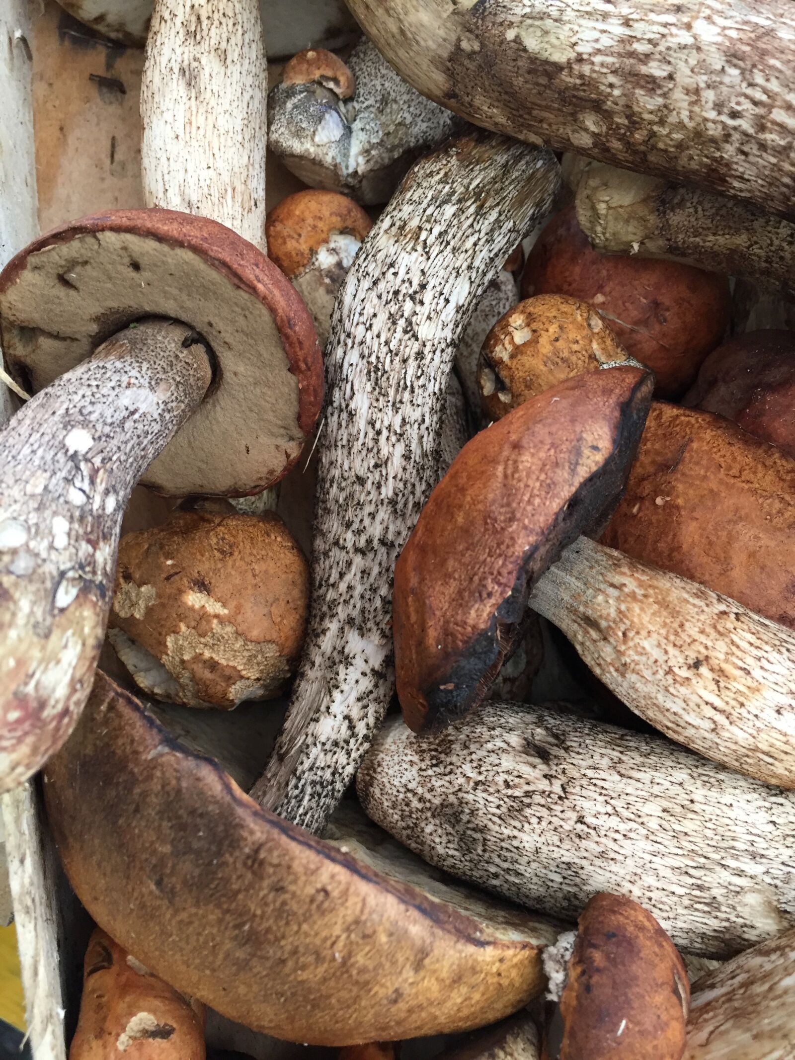 iPhone 6 back camera 4.15mm f/2.2 sample photo. Mushroom, autumn, market photography