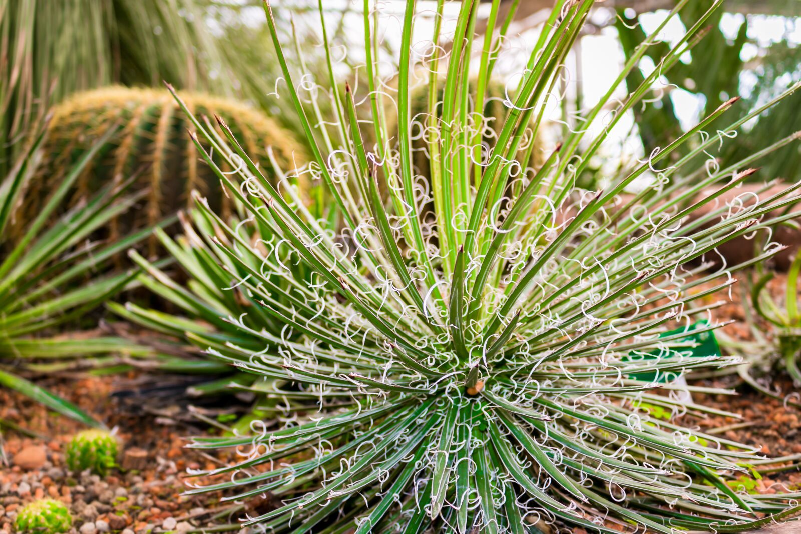 Canon EOS 70D sample photo. Cactus, plants, green photography