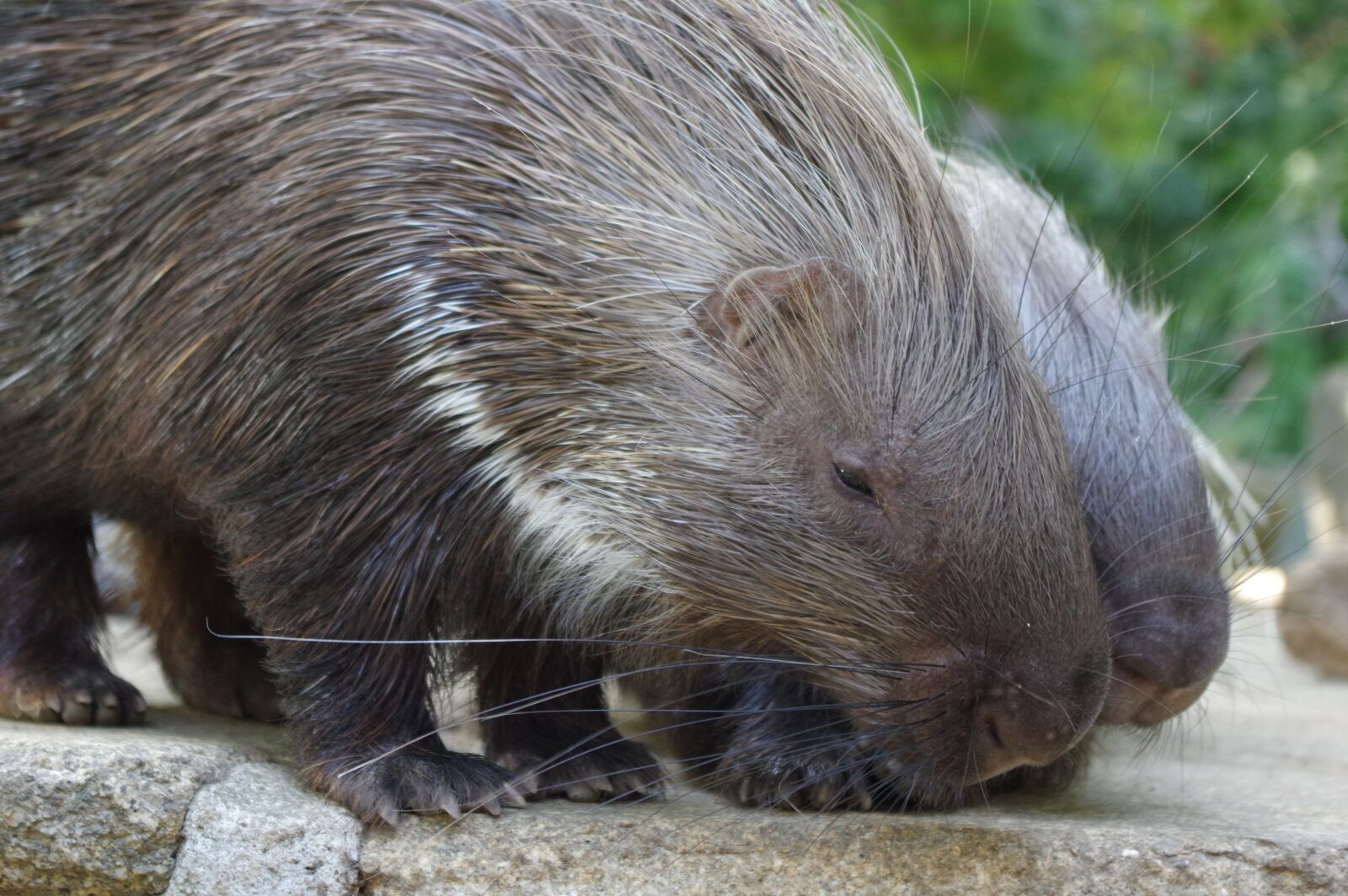 Pentax K-3 sample photo. Porcupine, zoo, spur photography