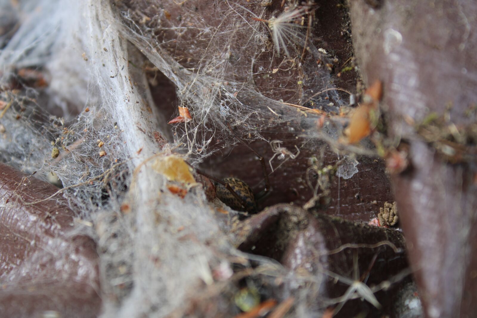 Canon EOS 2000D (EOS Rebel T7 / EOS Kiss X90 / EOS 1500D) sample photo. Spider, web, insect photography