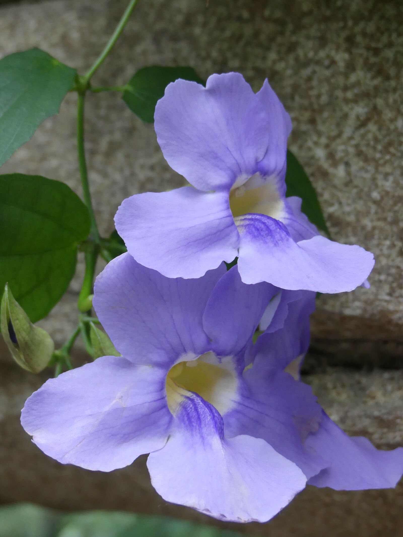Panasonic Lumix DMC-FZ300 sample photo. Flowers, nature, flora photography