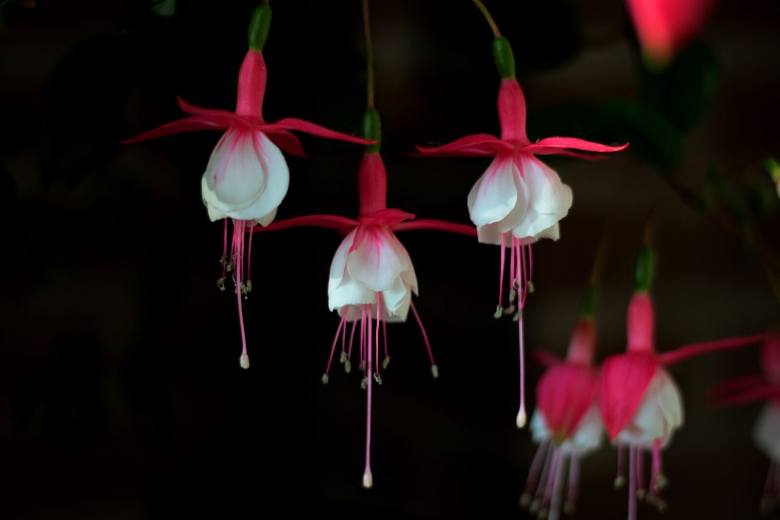 Canon EOS 600D (Rebel EOS T3i / EOS Kiss X5) sample photo. Fuchsia magellanica, bellenplant, red photography