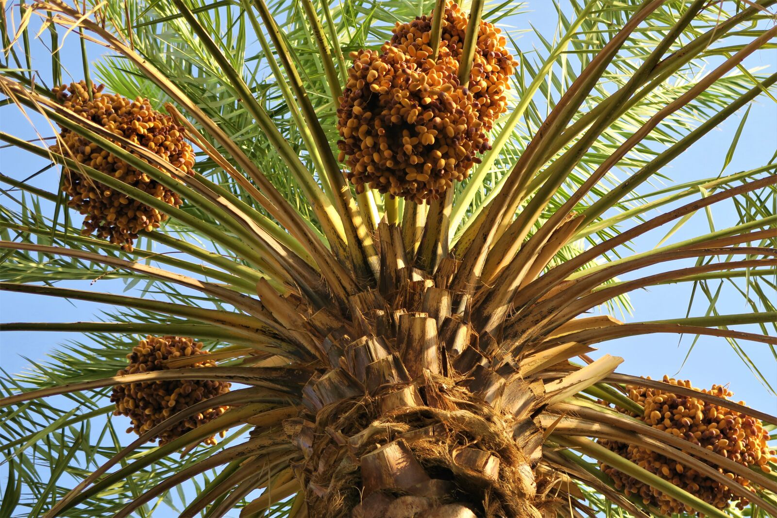 Canon PowerShot G7 X sample photo. Palm, tree, nature photography