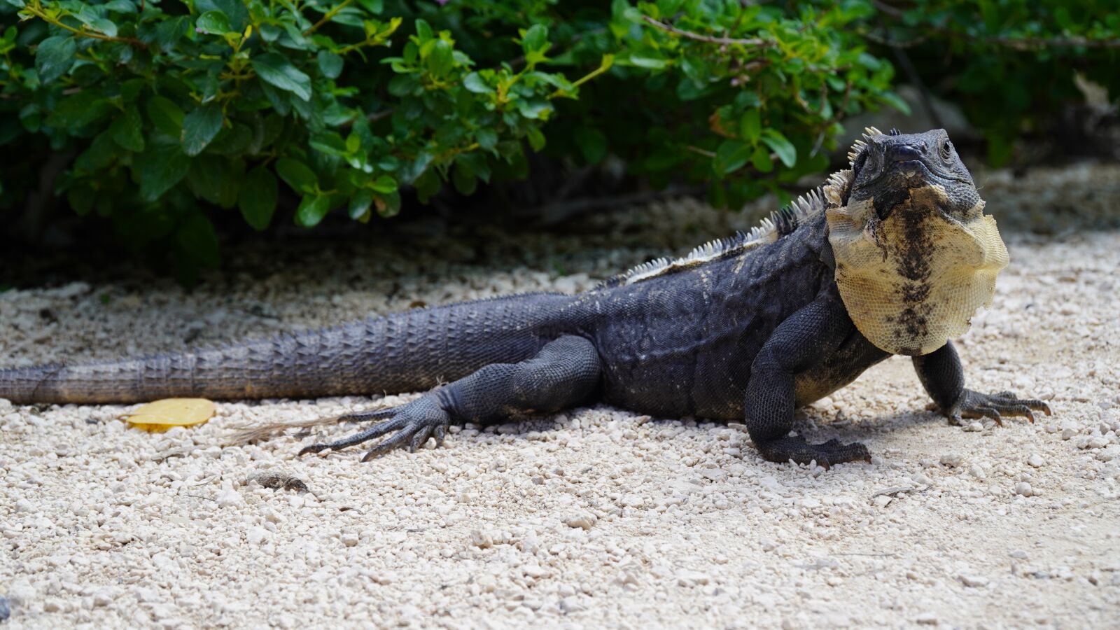 Sony E PZ 18-105mm F4 G OSS sample photo. Animal, lizard, nature photography
