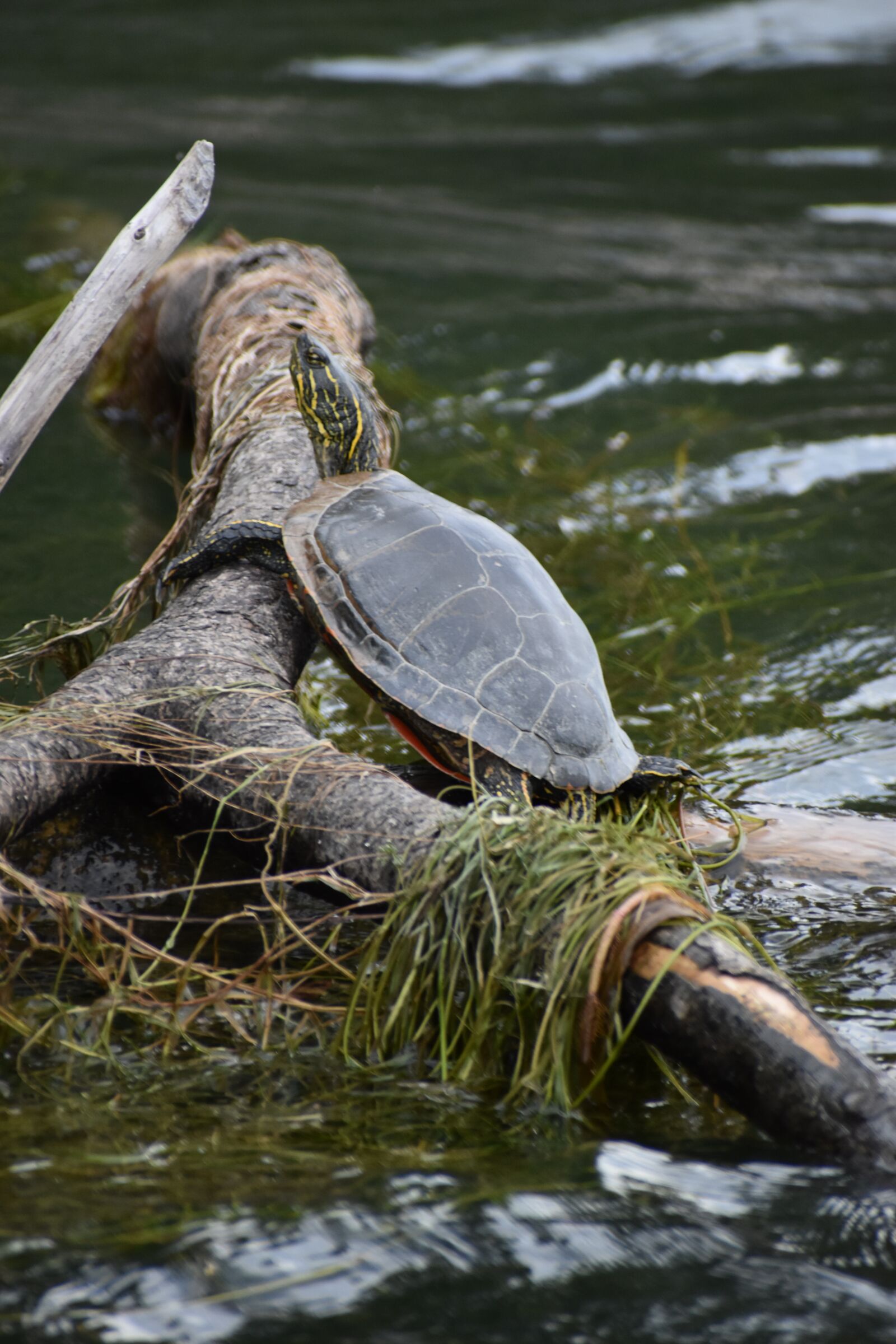Nikon D3500 sample photo. Turtle, log, river photography