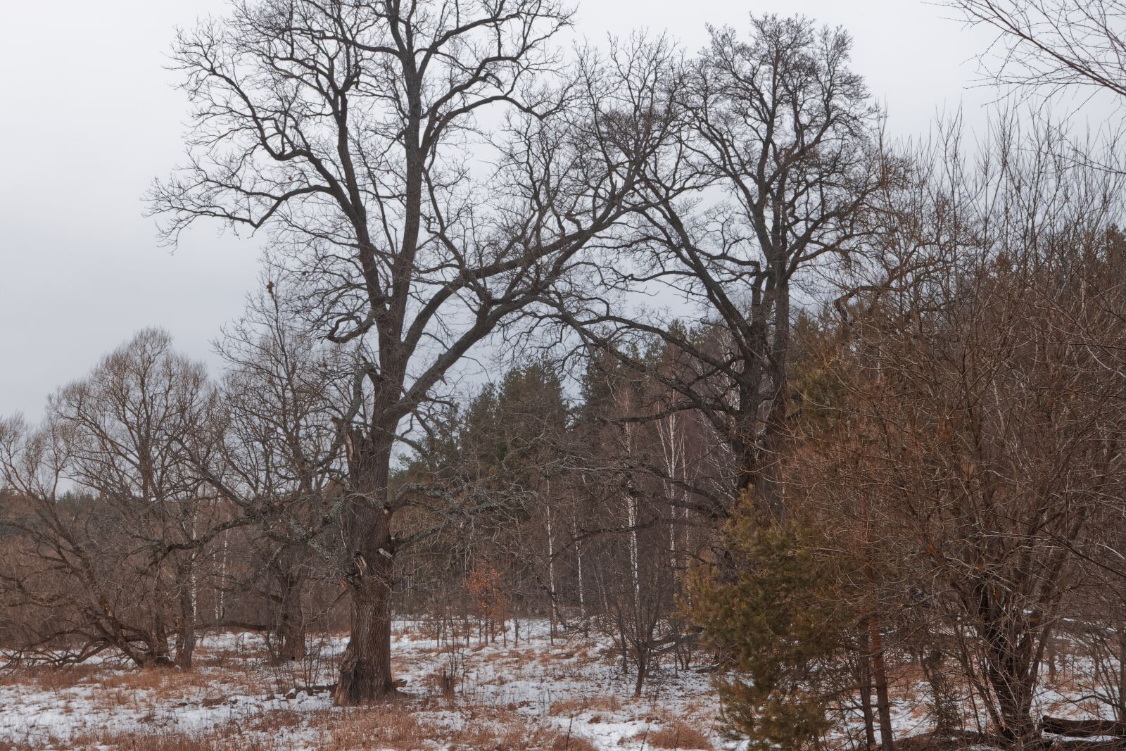 Canon EOS 500D (EOS Rebel T1i / EOS Kiss X3) sample photo. Forest, trees, winter photography