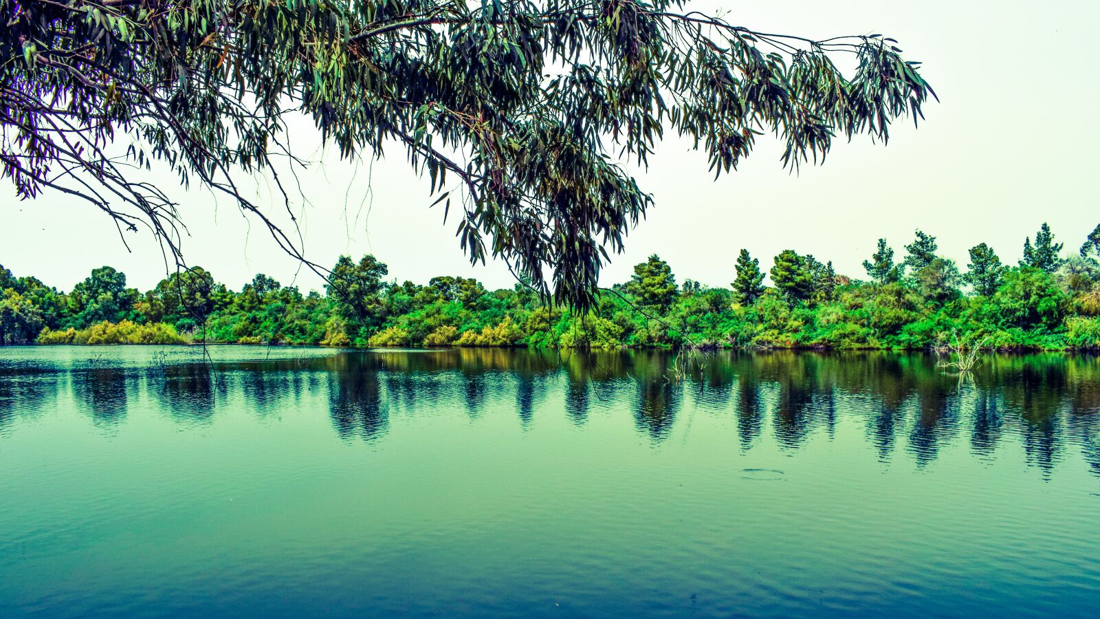 Nikon D3300 sample photo. Tree, lake, nature photography