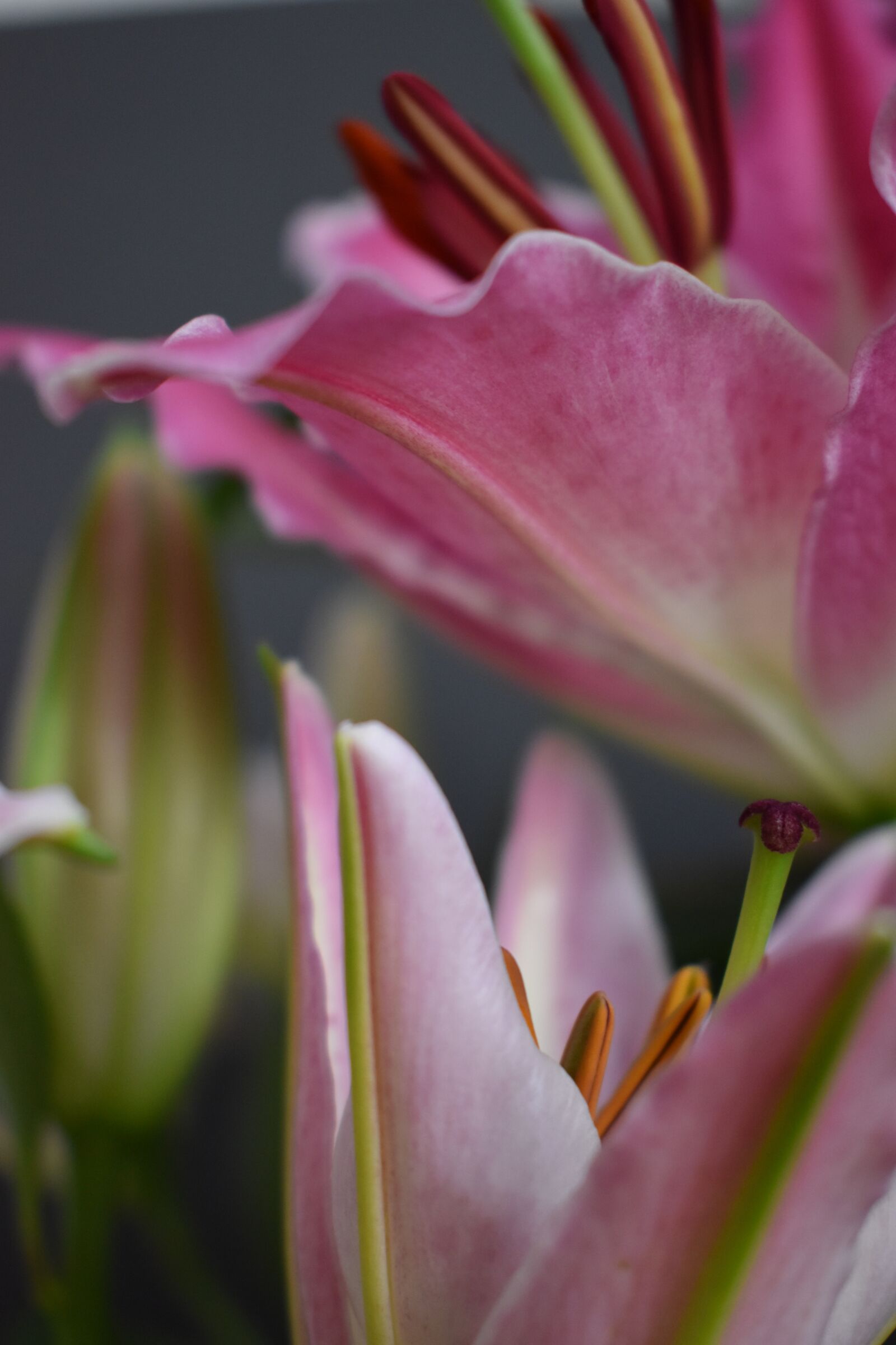 Nikon D5600 sample photo. Flower, macro, pink photography