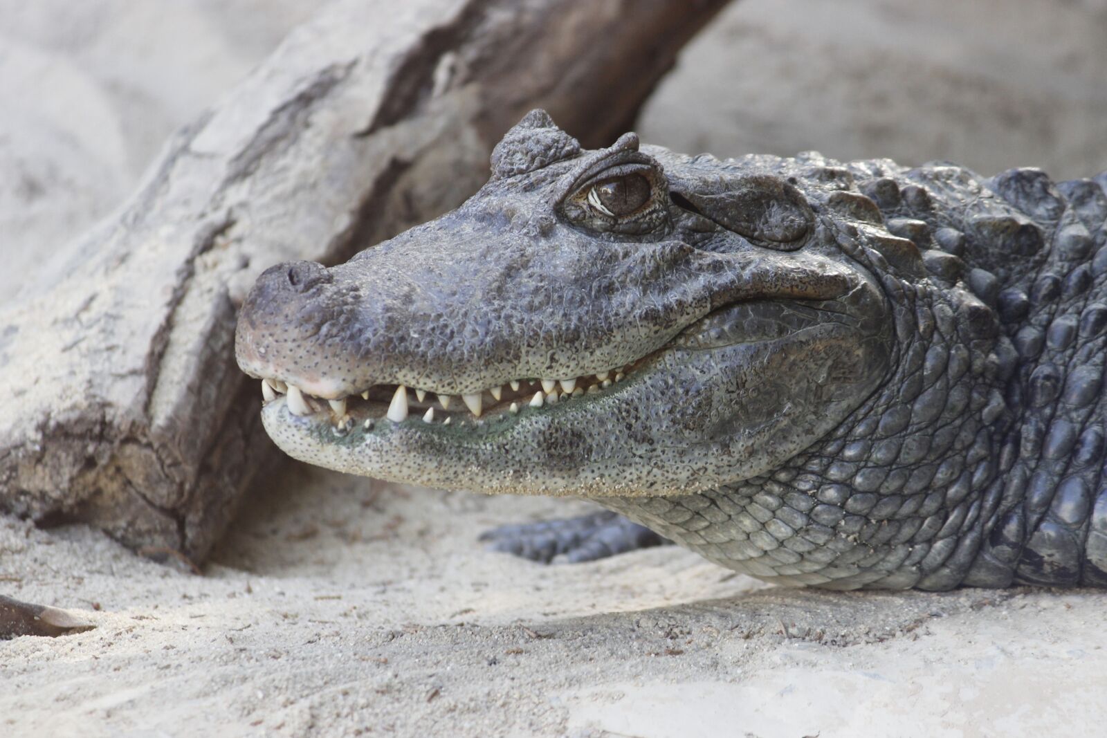 Canon EF-S 55-250mm F4-5.6 IS II sample photo. Crocodile, cayman, reptile photography