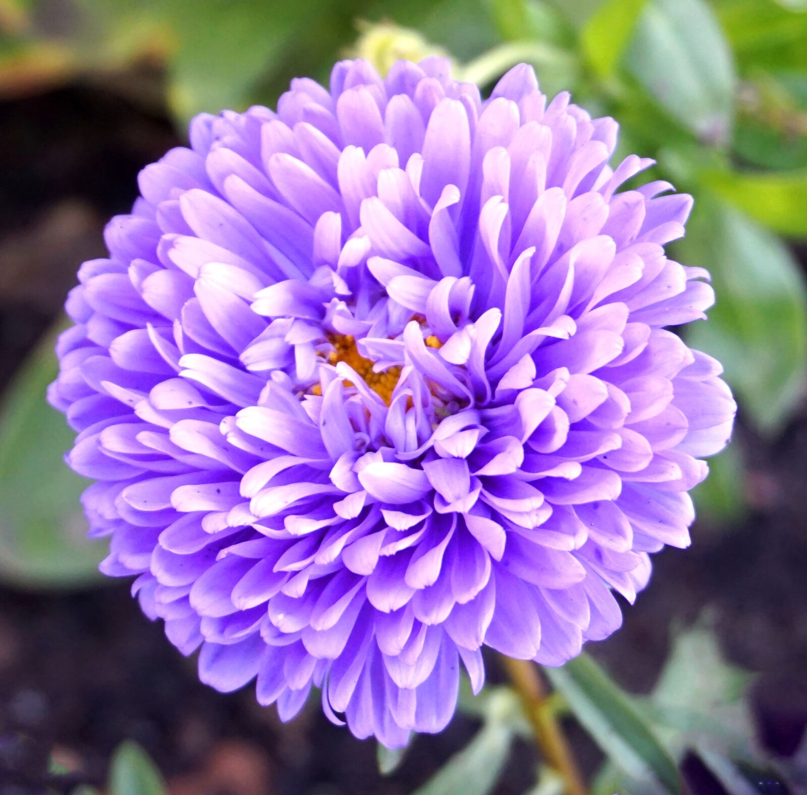 Sony Alpha a5000 (ILCE 5000) sample photo. Herbstaster, blue, flowers photography