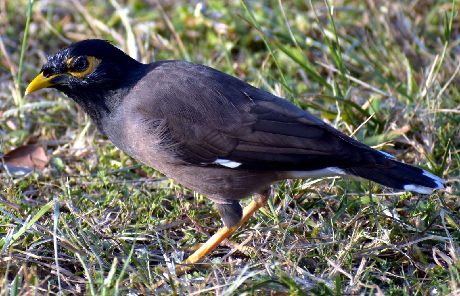 Nikon D5600 sample photo. Myna, common myna, mynah photography