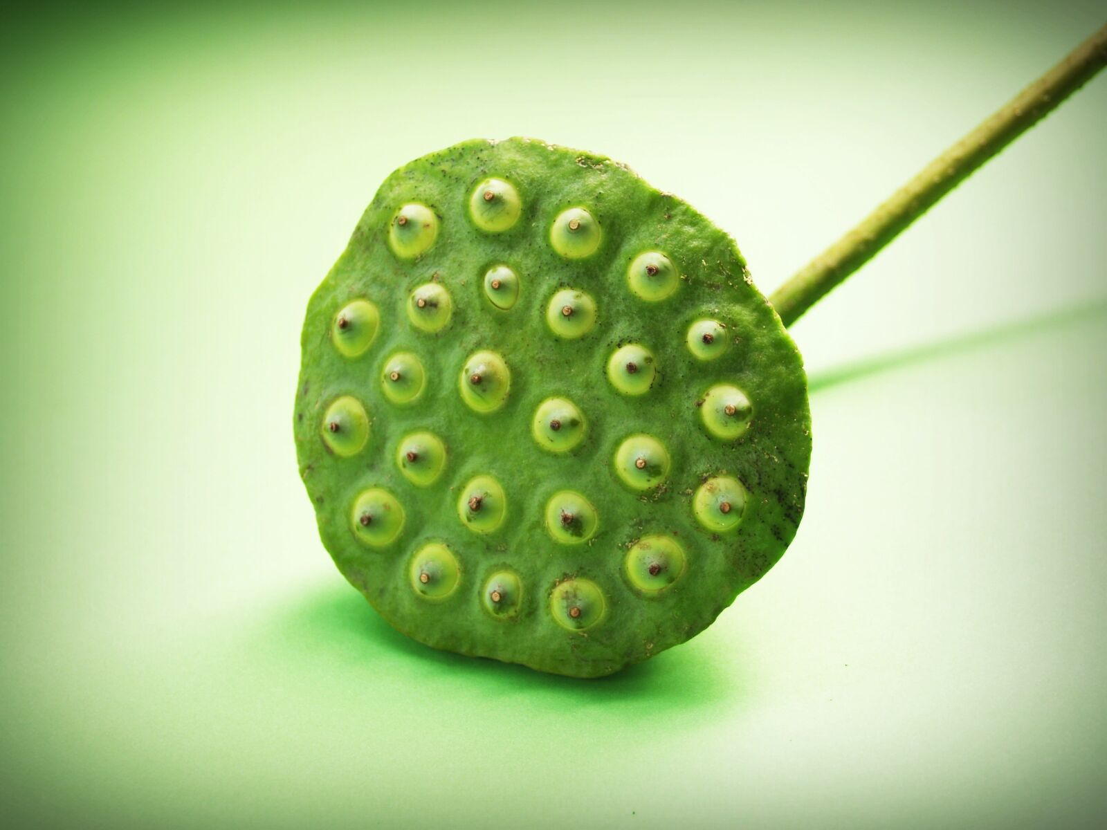 Olympus E-300 (EVOLT E-300) sample photo. Lotus, seed, flower photography
