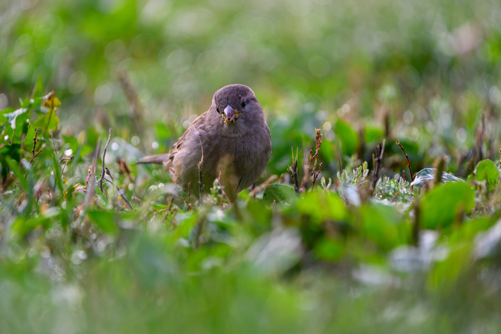 Nikon Z8 sample photo. Sparrow ground photography