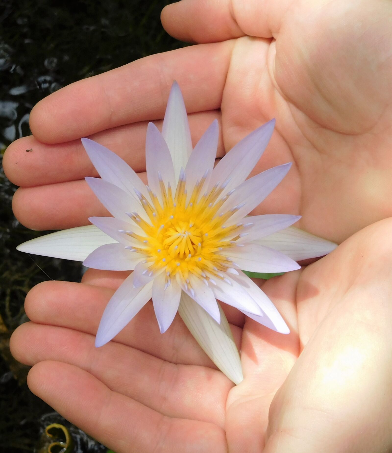 Nikon Coolpix S7000 sample photo. Water lily, water lily photography