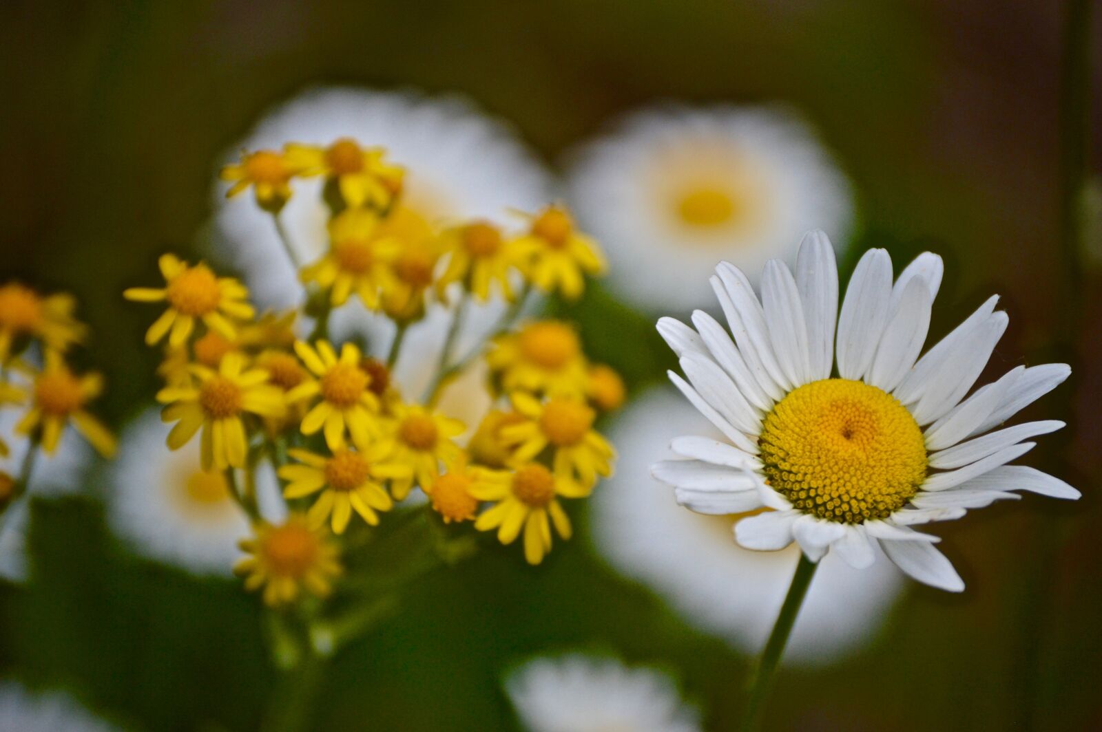 Nikon D3200 sample photo. Flower, flora, nature photography