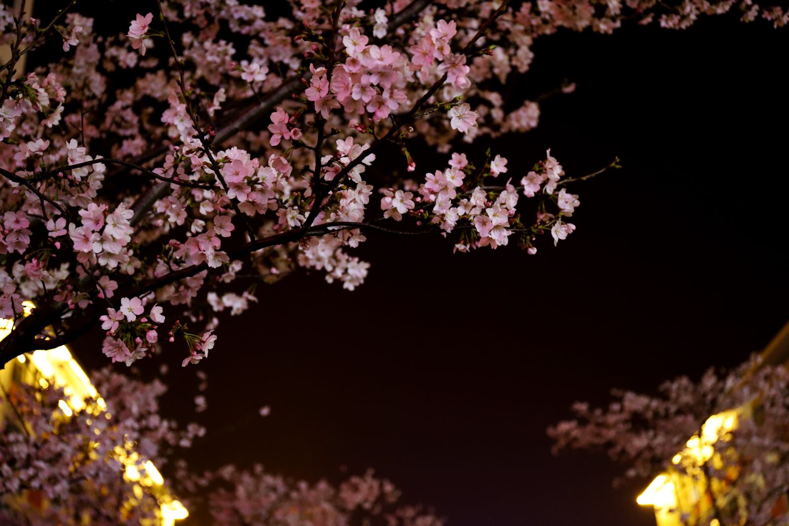 Canon EF 24-70mm F4L IS USM sample photo. Flower, nature, cherry blossom photography