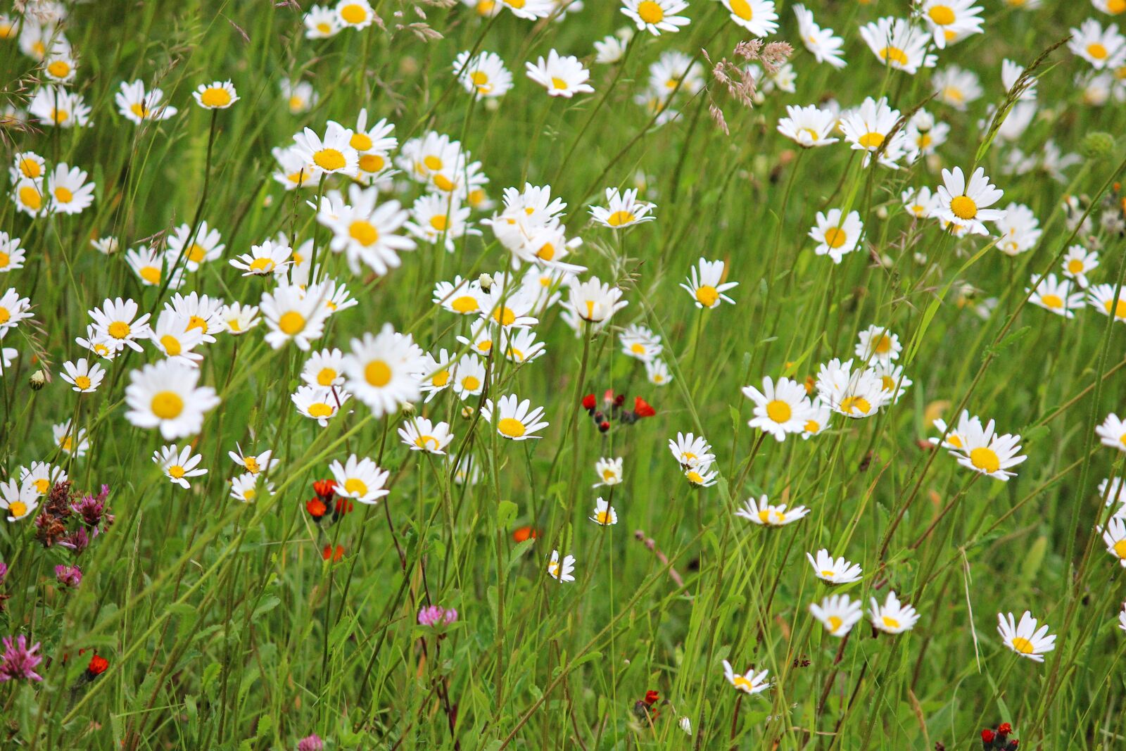 Canon EOS 600D (Rebel EOS T3i / EOS Kiss X5) sample photo. Grasses, wildflowers, blossom photography