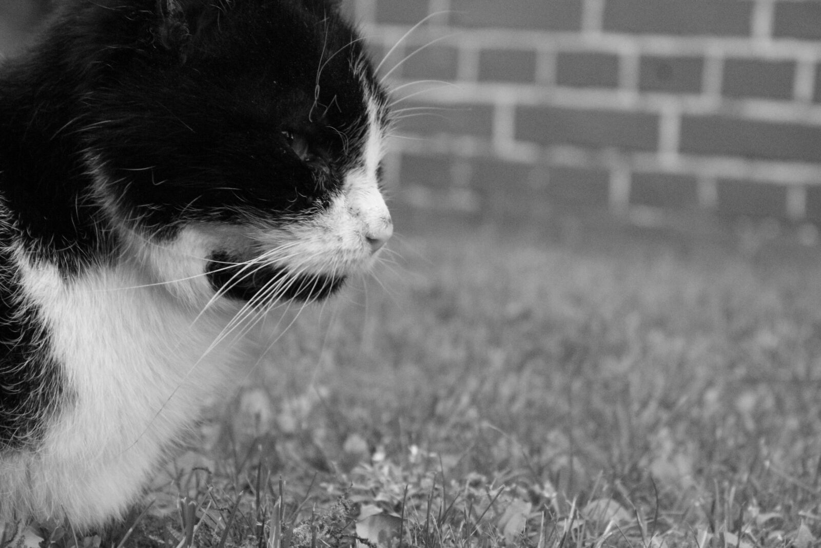 Canon EOS 1300D (EOS Rebel T6 / EOS Kiss X80) sample photo. Mammal, animal, cat photography