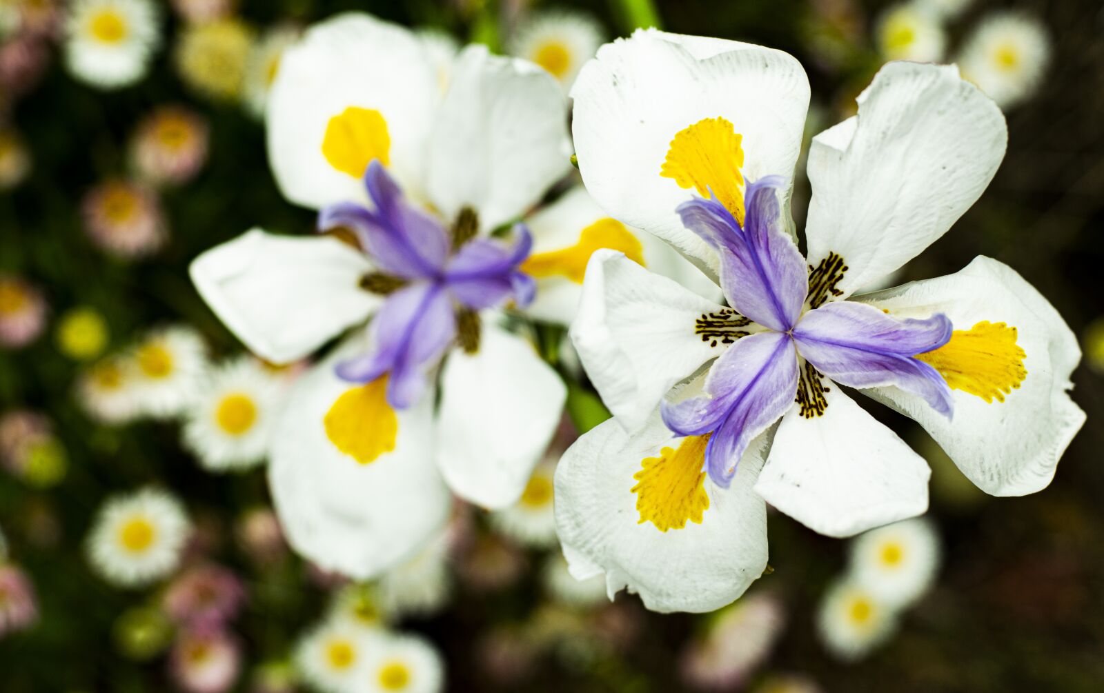 Nikon D3300 sample photo. Bloom, blossom, flowers photography