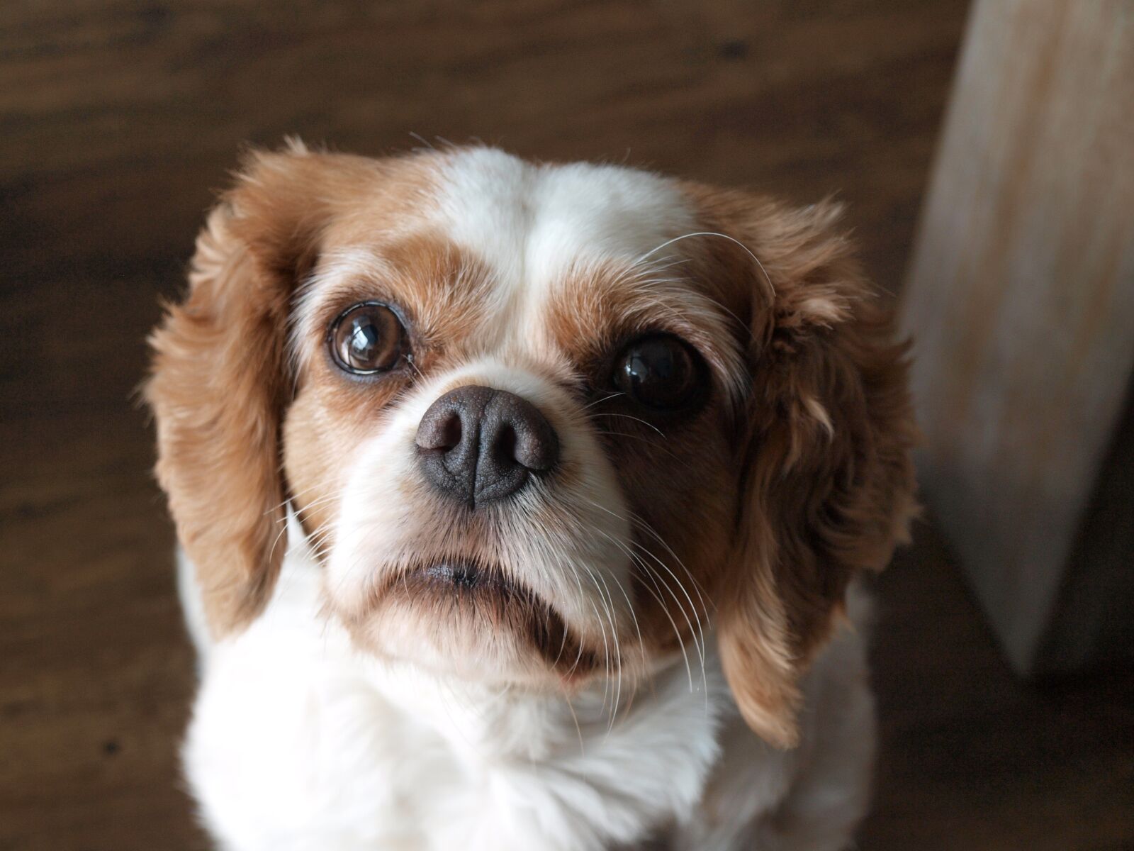 Olympus E-420 (EVOLT E-420) sample photo. Cavalier king charles spaniel photography