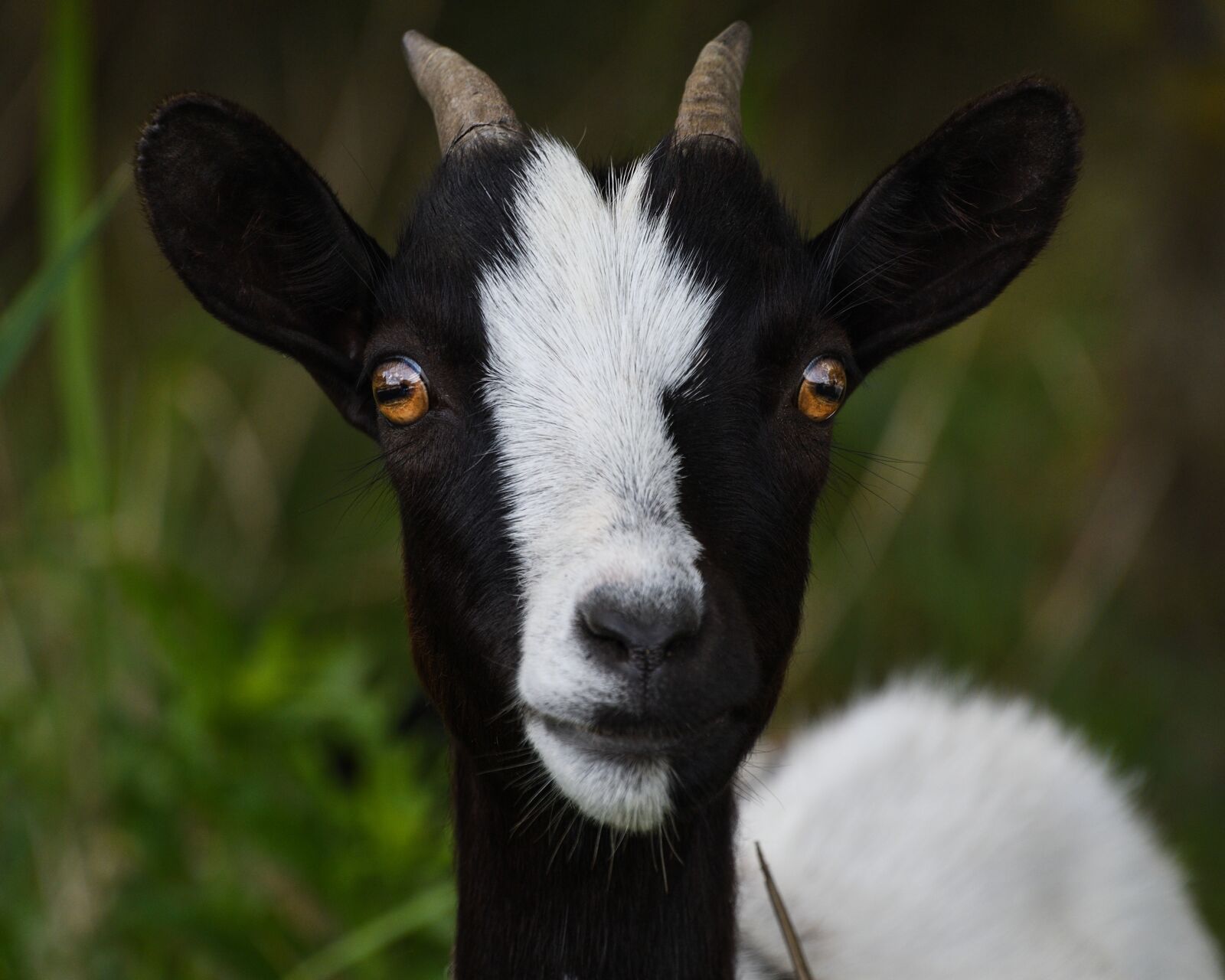 Nikon D500 sample photo. Goat, look, portrait photography