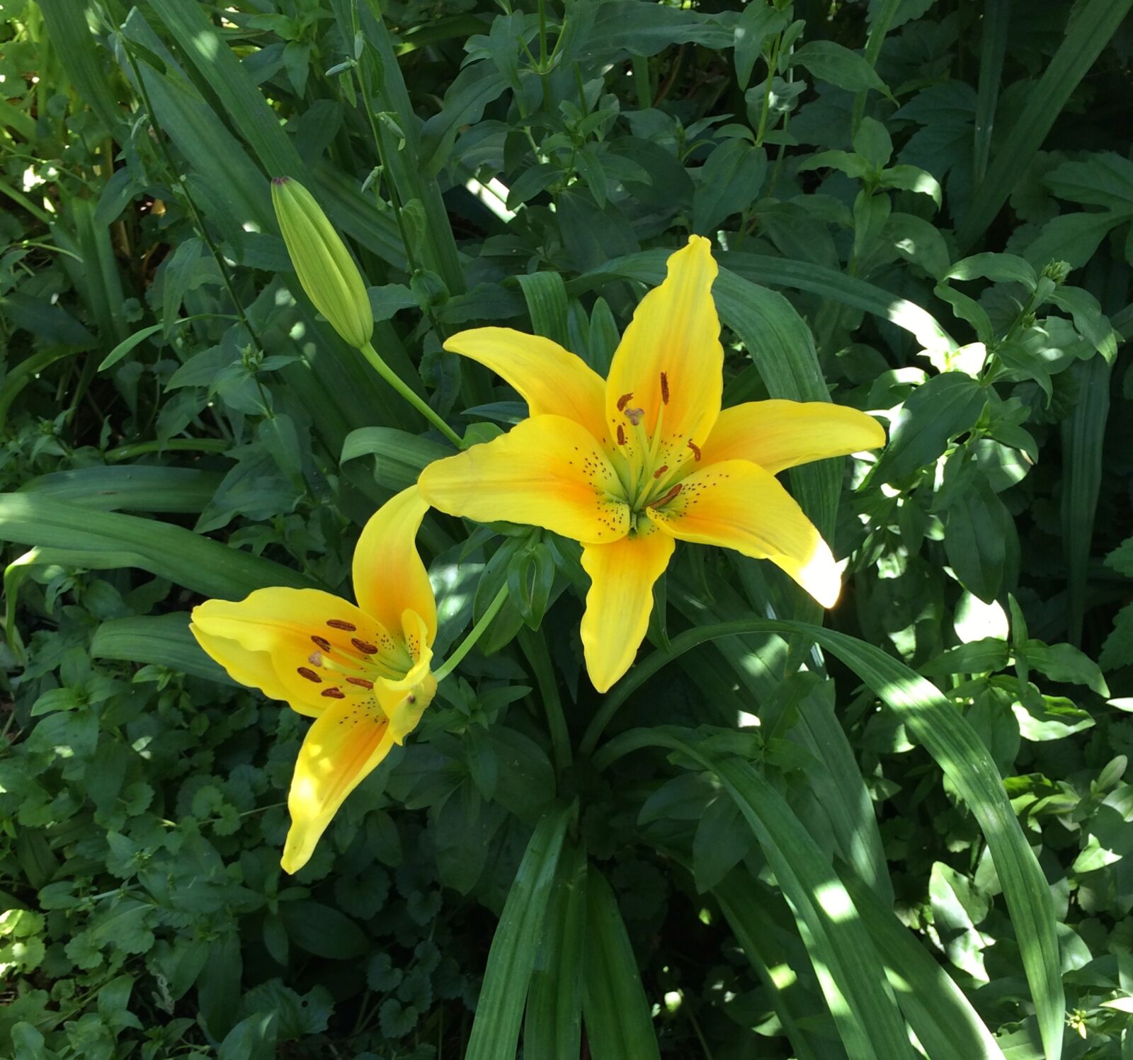 iPhone 5s back camera 4.15mm f/2.2 sample photo. Daylily, garden, flower, lily photography