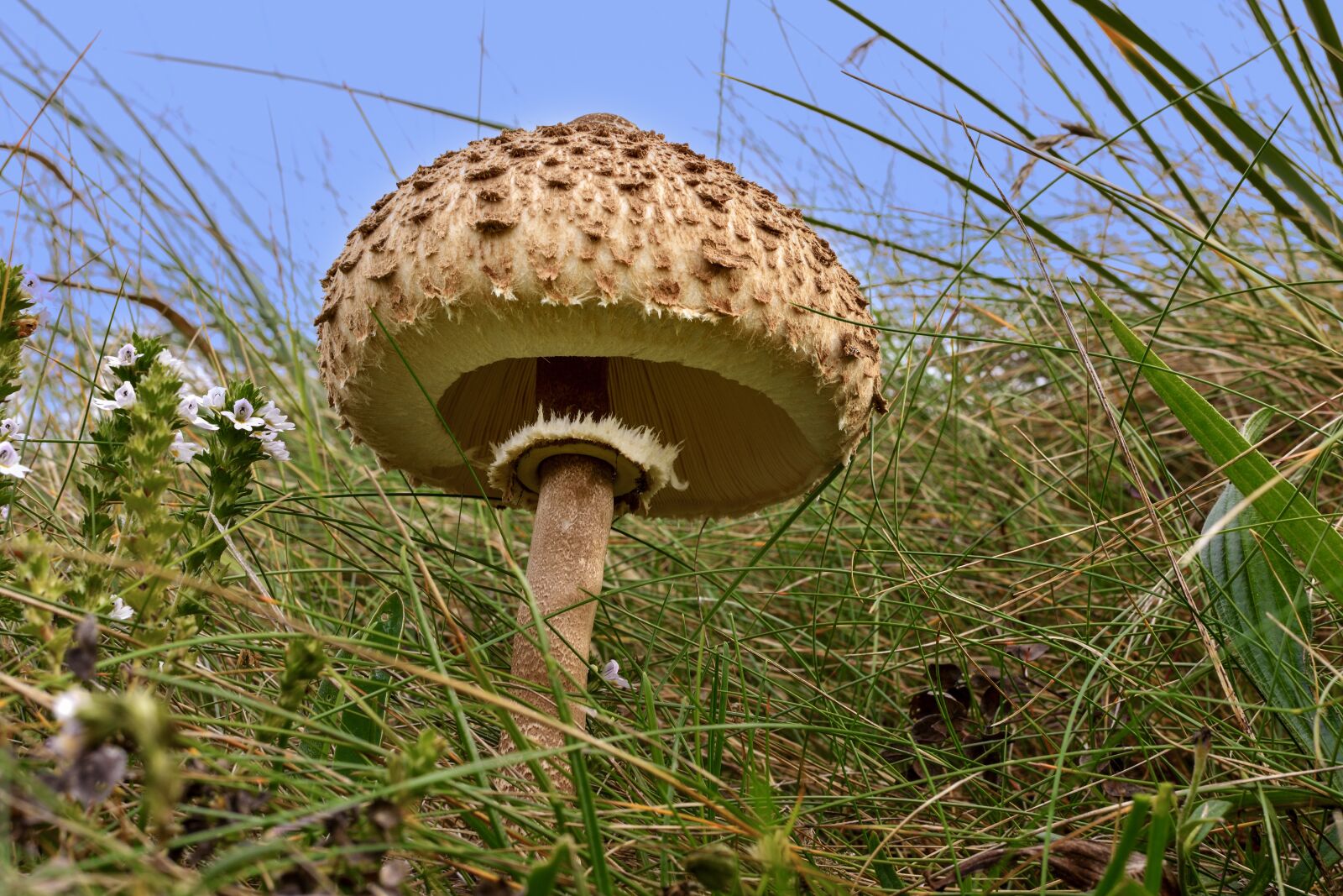 Nikon D7200 sample photo. Schüppling, mushroom, hat photography
