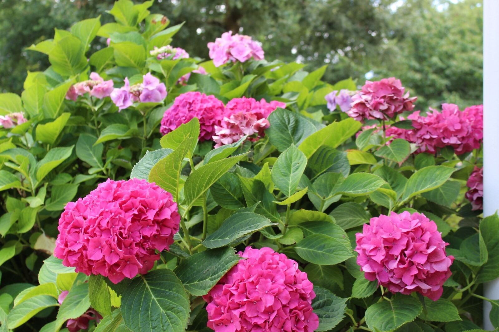 Canon EOS 1300D (EOS Rebel T6 / EOS Kiss X80) sample photo. Hydrangea, flowers, nature photography