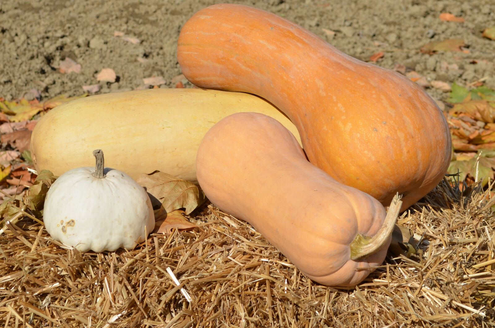 Nikon D5100 sample photo. Pumpkin, autumn, straw photography