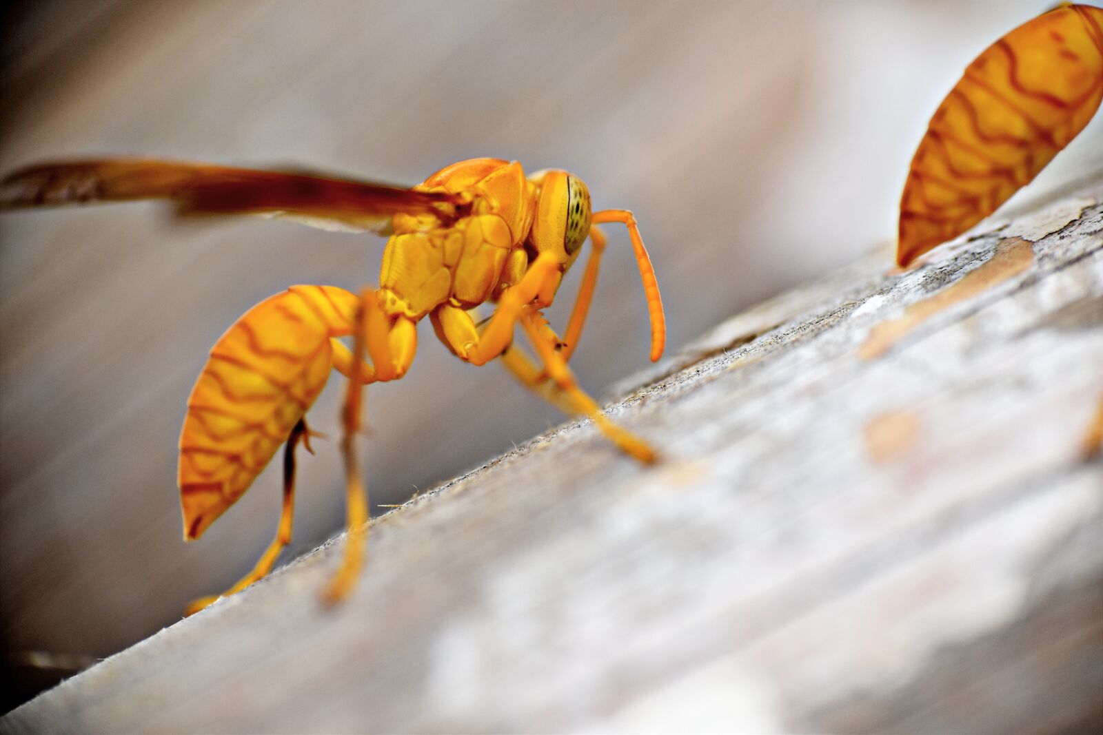 Nikon D5600 sample photo. Paper wasp, ropalidia marginata photography