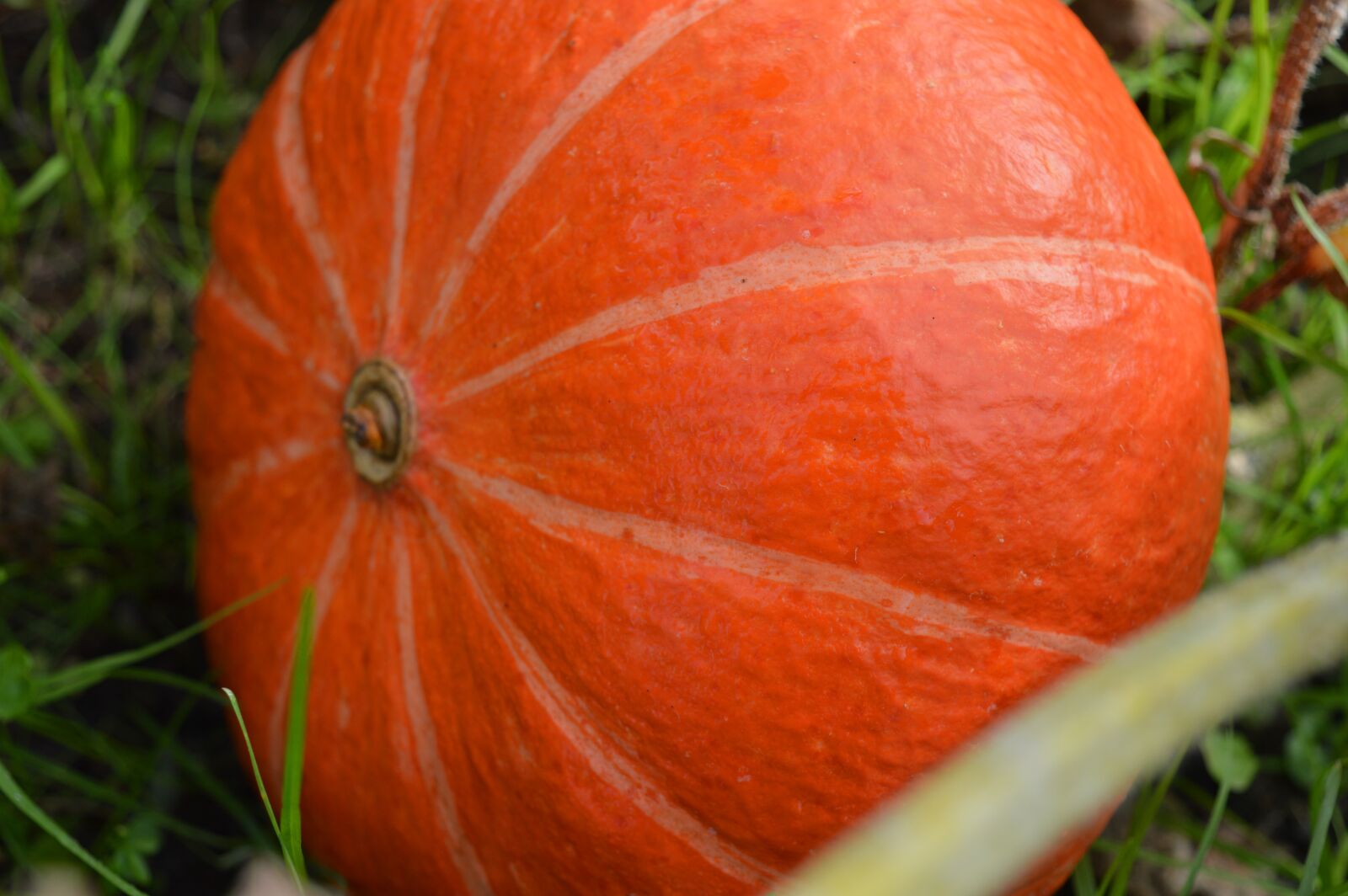 Nikon D3200 sample photo. Pumpkin, vegetables, hokkaido photography