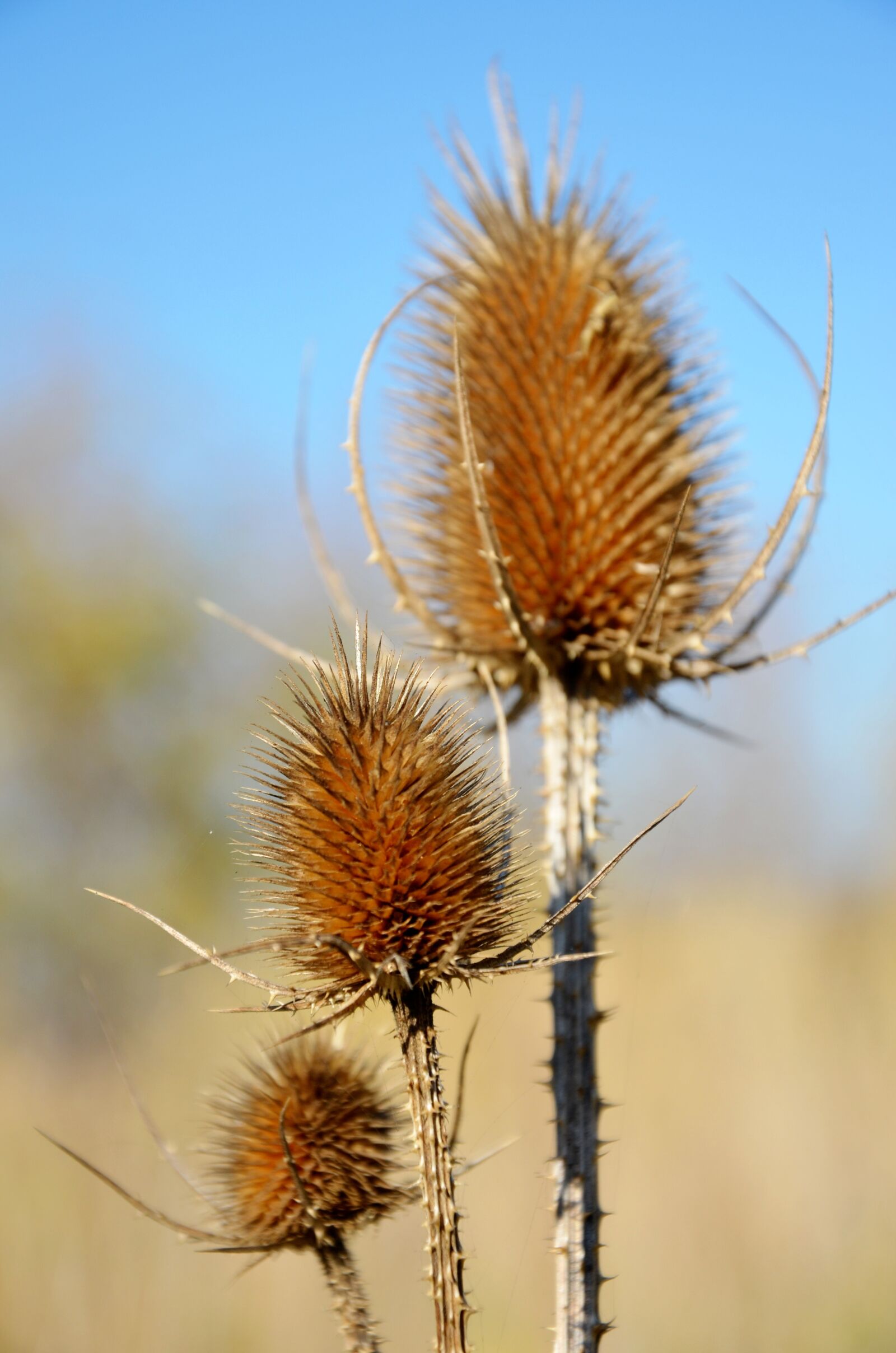 Nikon D5100 sample photo. Thistle, plant, barbed photography