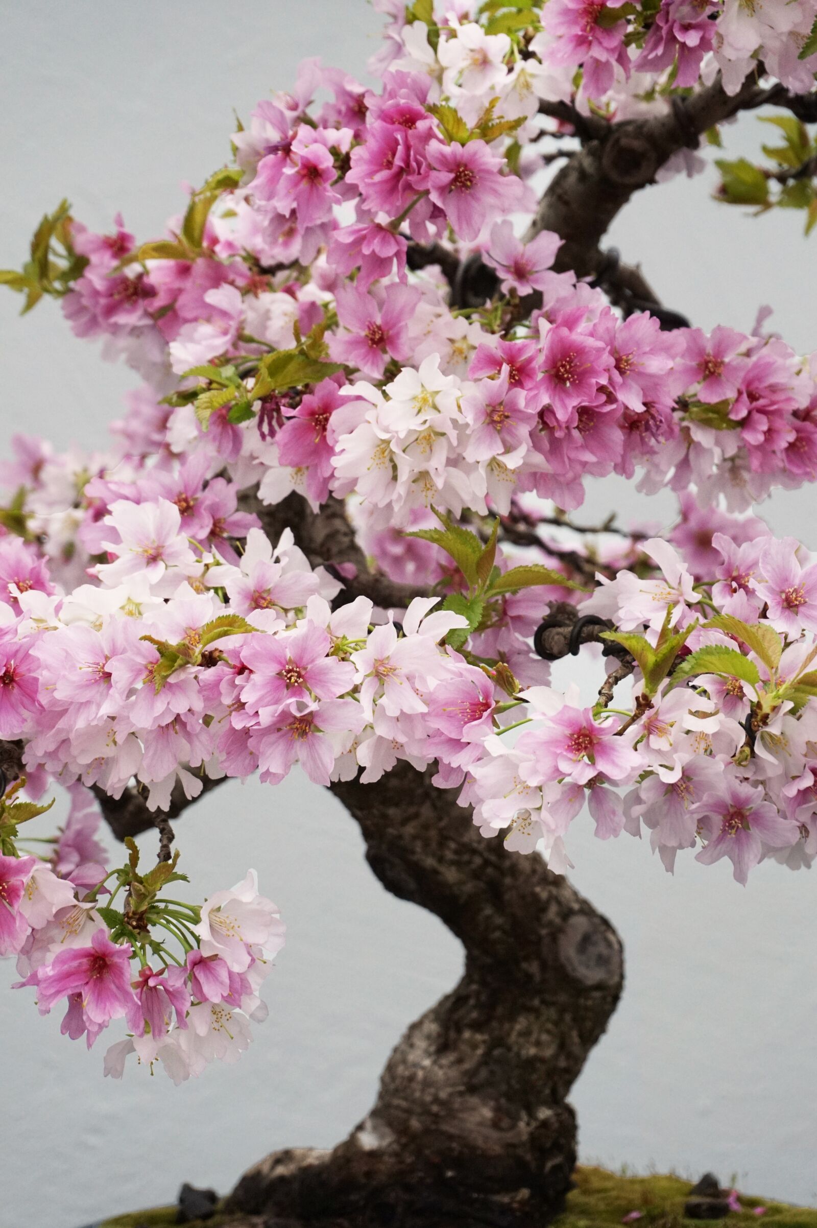 Sony Alpha a5000 (ILCE 5000) sample photo. Flower, flora, branch photography