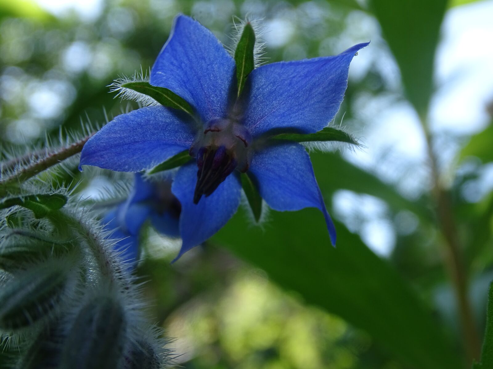 Sony Cyber-shot DSC-HX400V sample photo. Flower, nature, boraginaceae photography