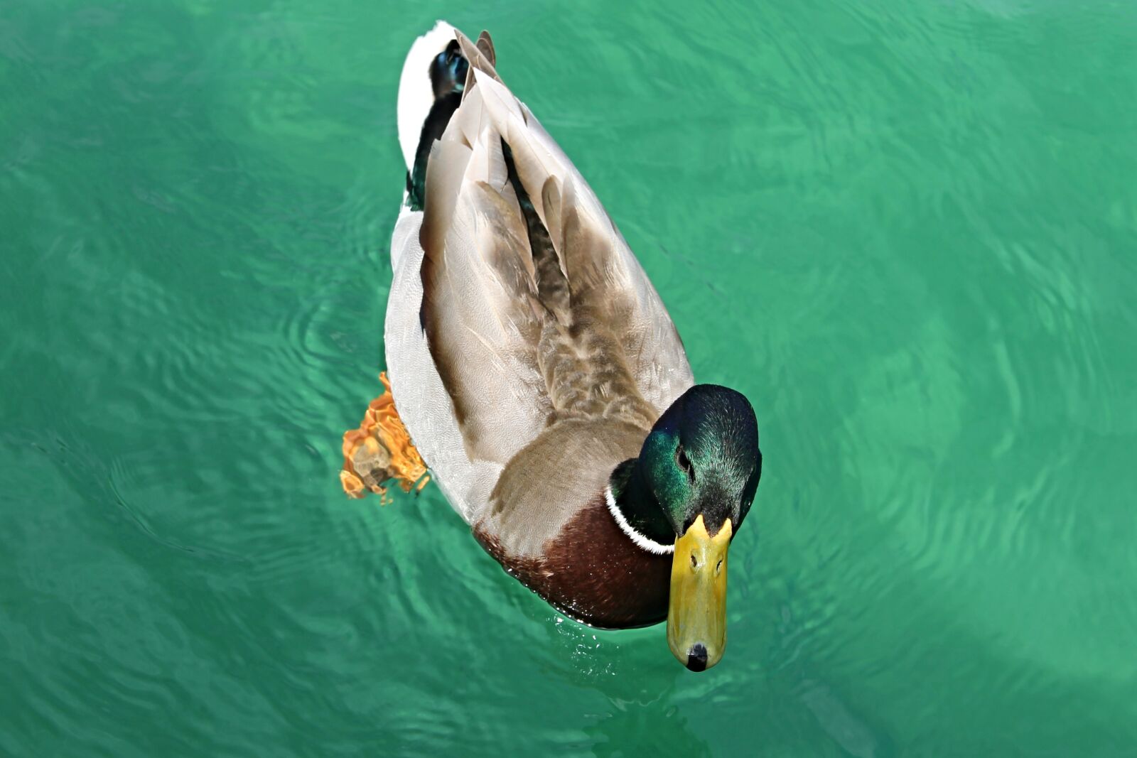Canon EOS 1100D (EOS Rebel T3 / EOS Kiss X50) sample photo. Duck, drake, mallard photography