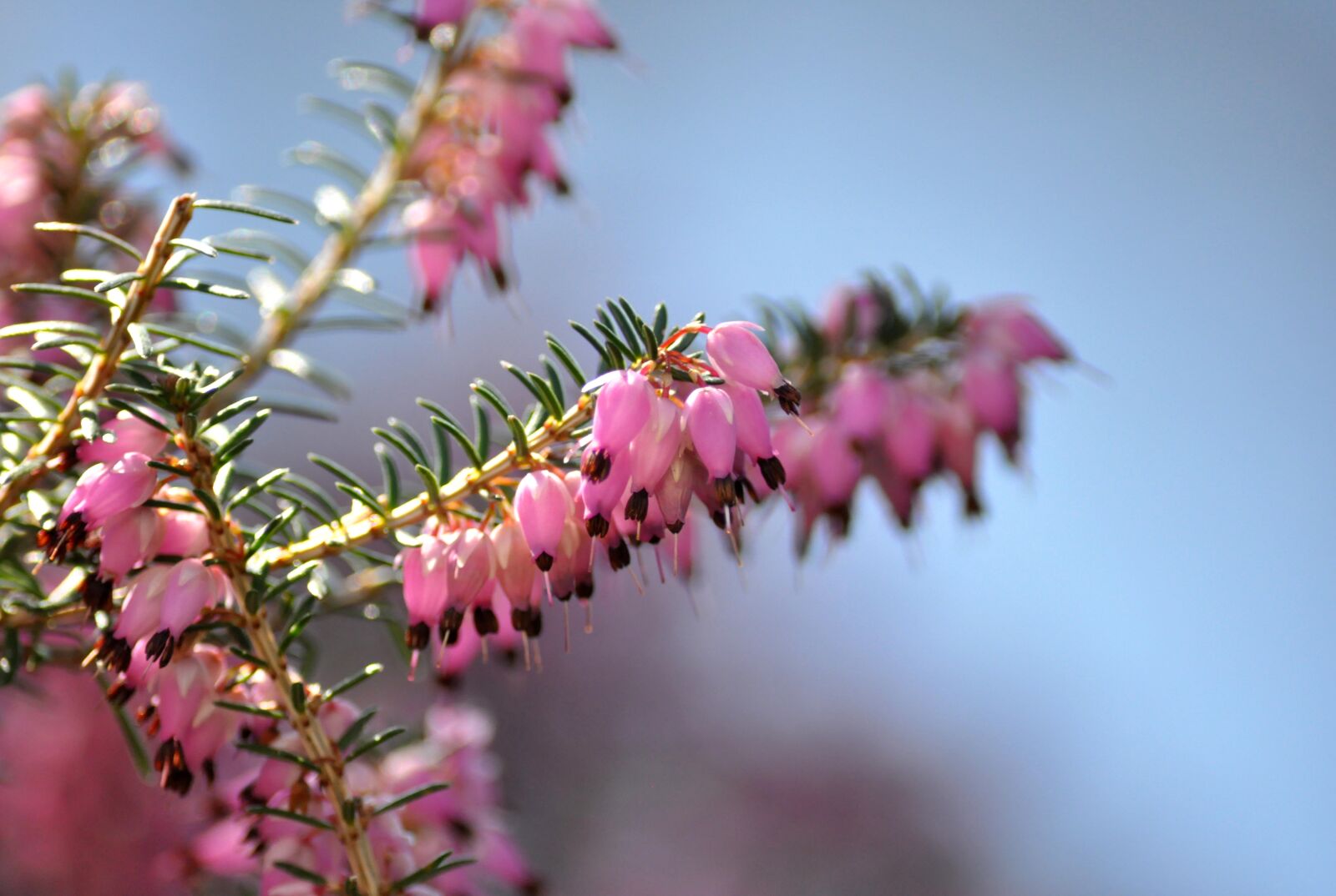 Nikon D90 sample photo. Snow heath, erica carnea photography