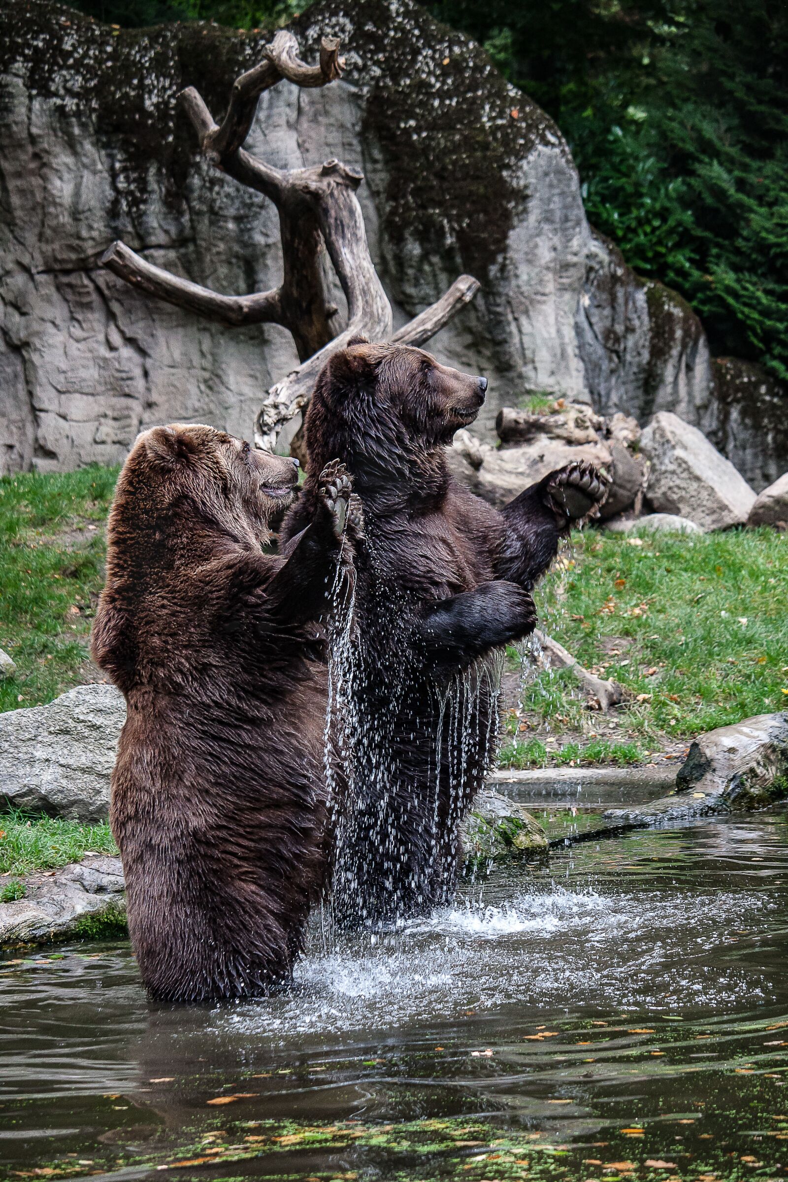 Canon EOS 50D sample photo. Bear, animal, dangerous photography
