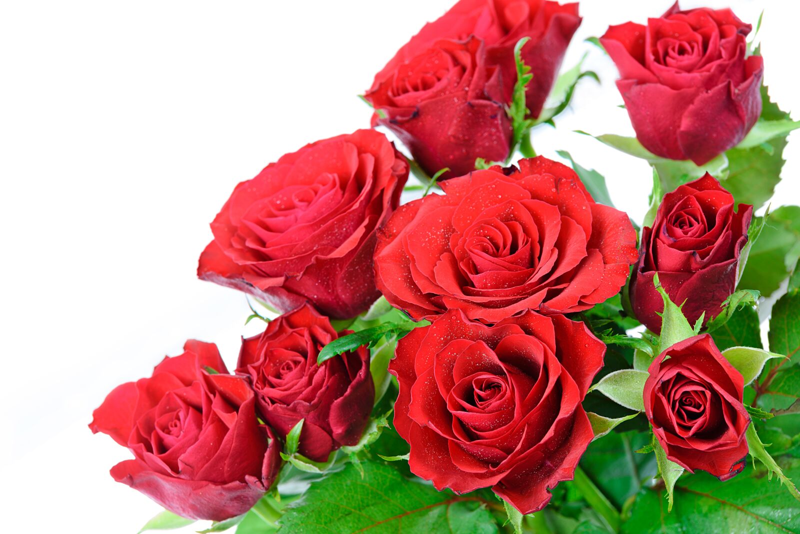 Nikon D750 sample photo. A bouquet of roses photography