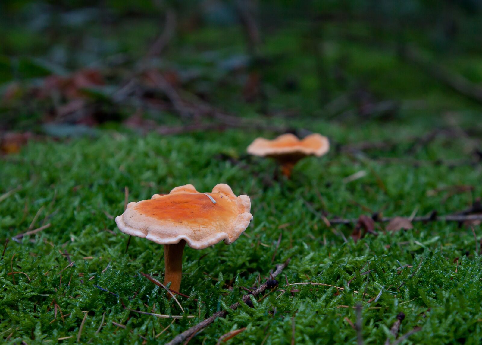 Canon EOS 50D + Canon EF 24-105mm F4L IS USM sample photo. Mushrooms, duo, green photography