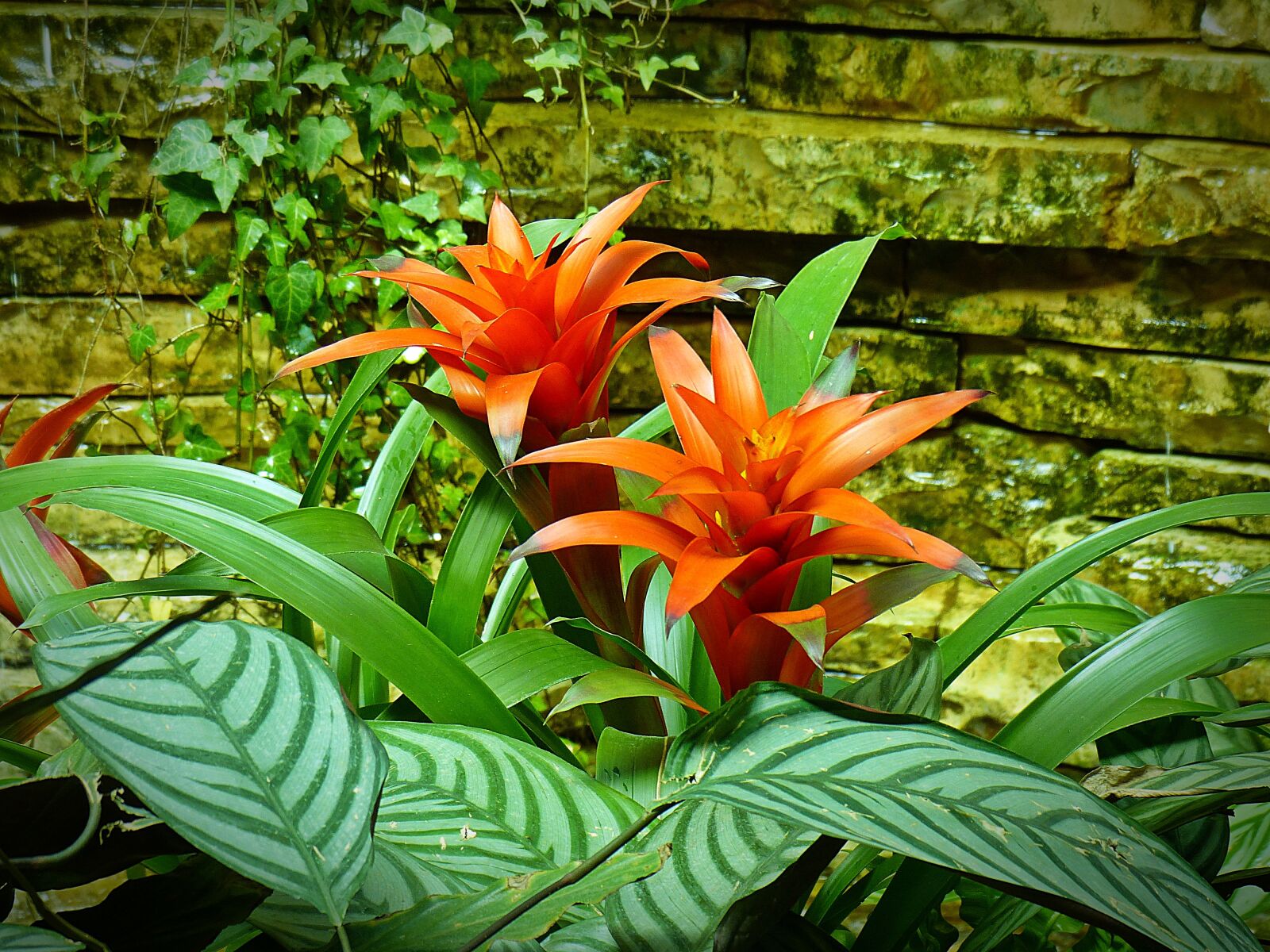 Panasonic Lumix DMC-FZ200 sample photo. Bromeliad, plant, structure photography