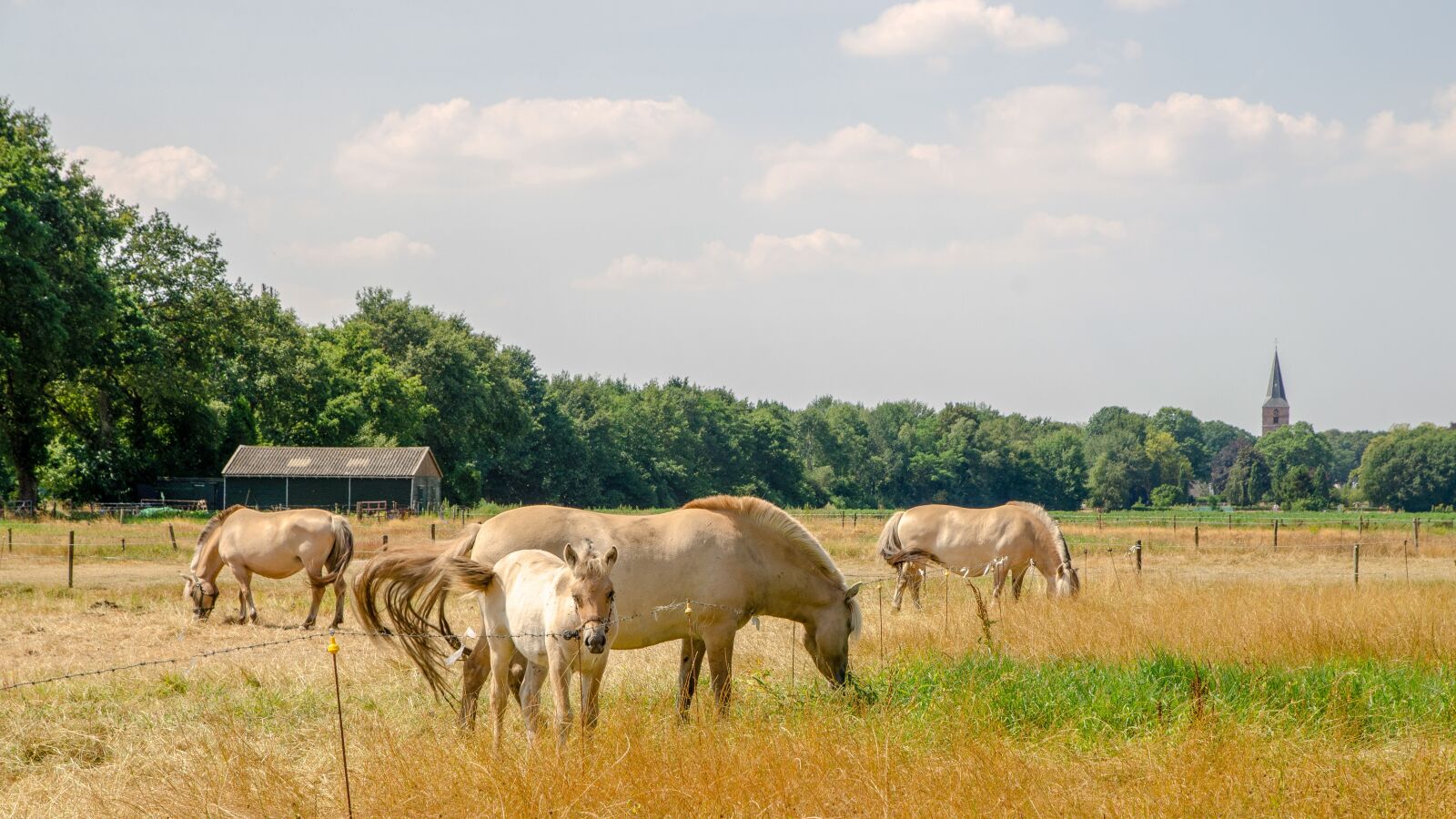 Nikon D7000 sample photo. Horses, summer, hot photography