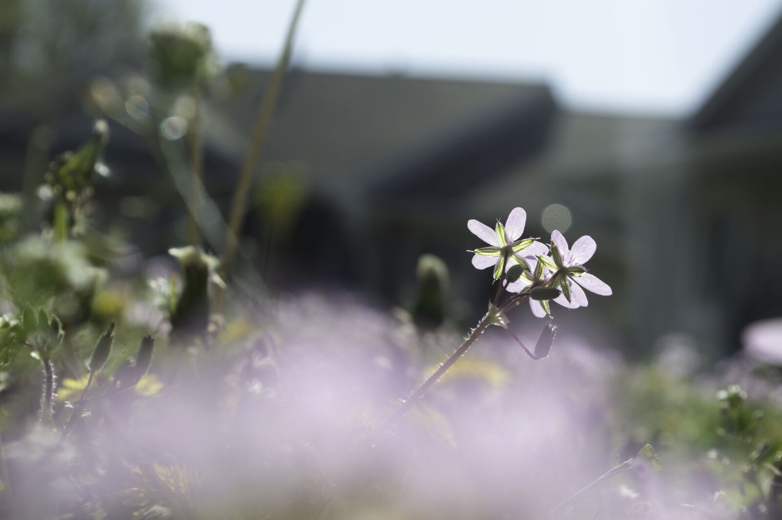 Nikon D3200 sample photo. Spring, kansas, weeds photography