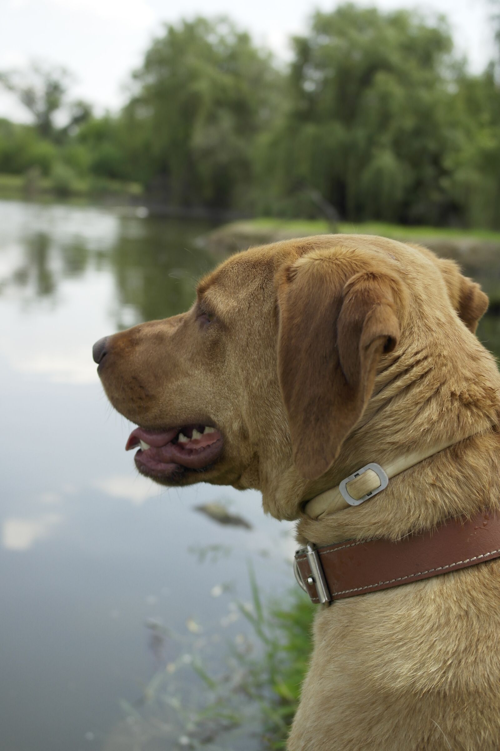Samsung NX1000 sample photo. Dog, lake, water photography