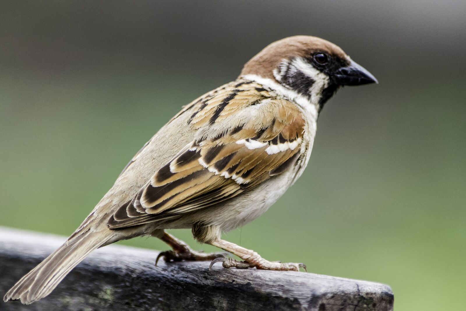 Nikon D5500 sample photo. Bird, wildlife, nature photography