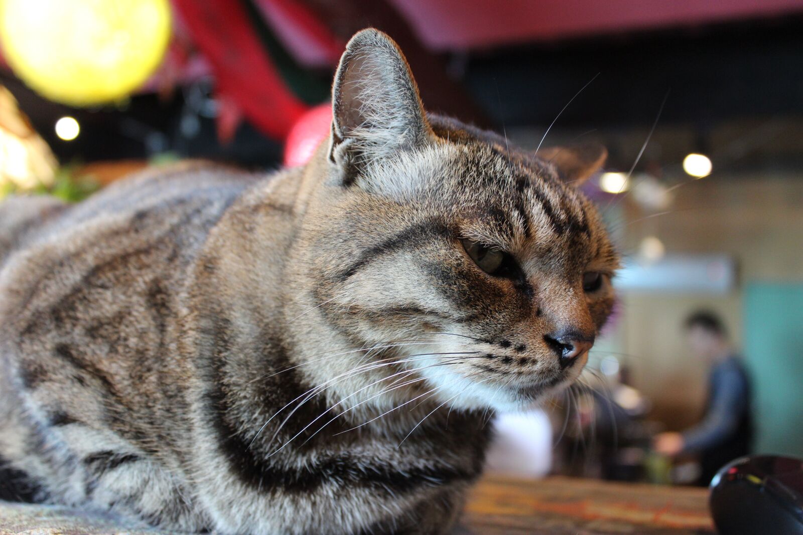 Canon EOS 600D (Rebel EOS T3i / EOS Kiss X5) sample photo. Cat, kitty, pet photography